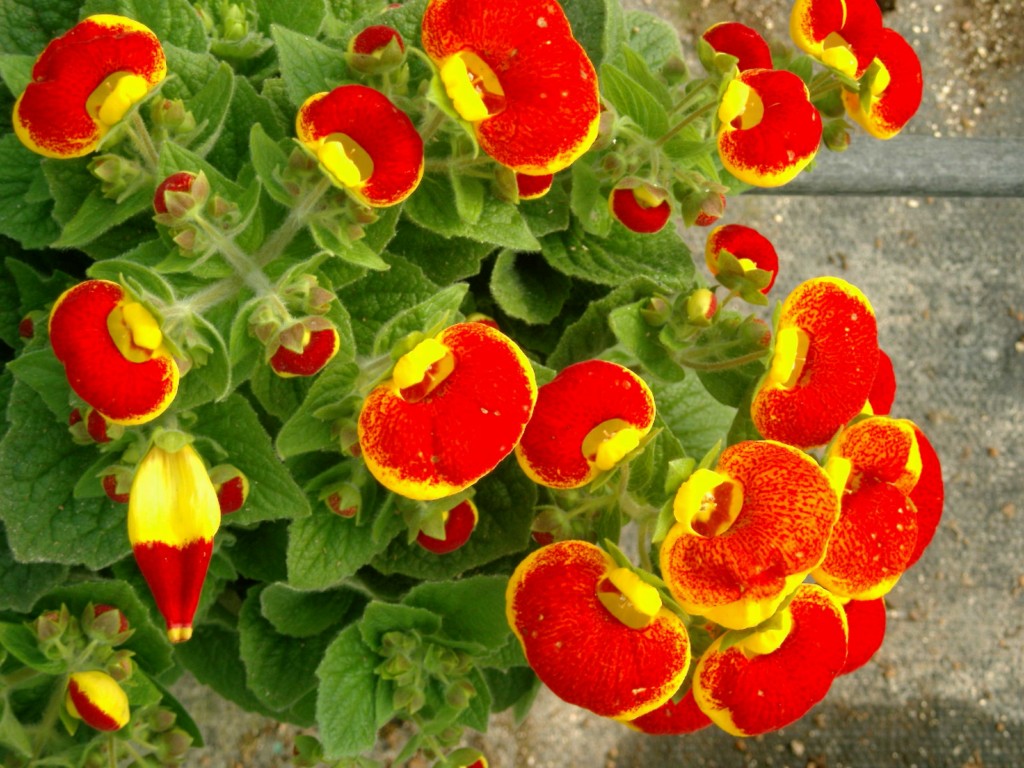 Calceolaria.jpg