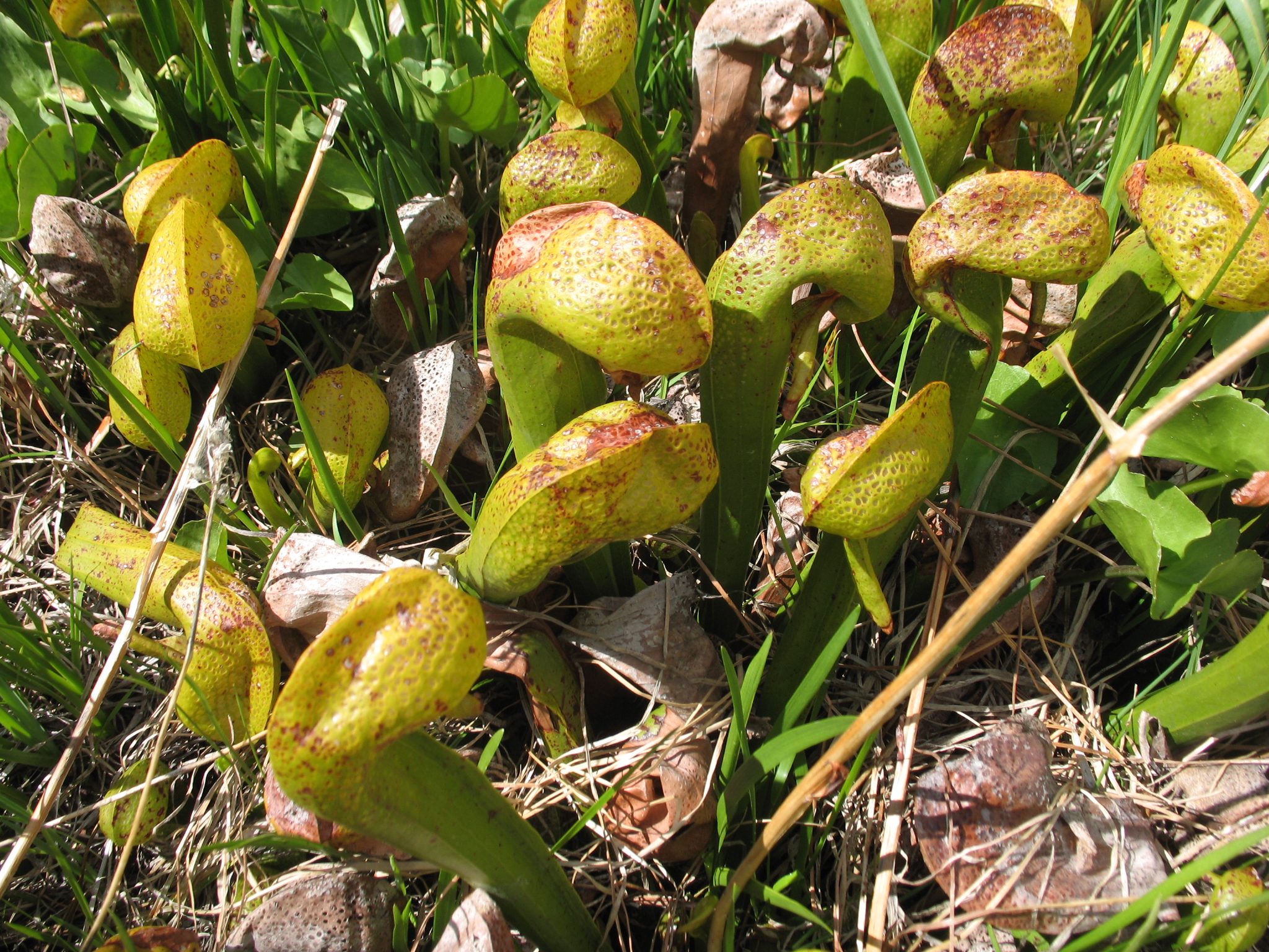 california-pitcher-plant-darlingtonia-californica3.jpg