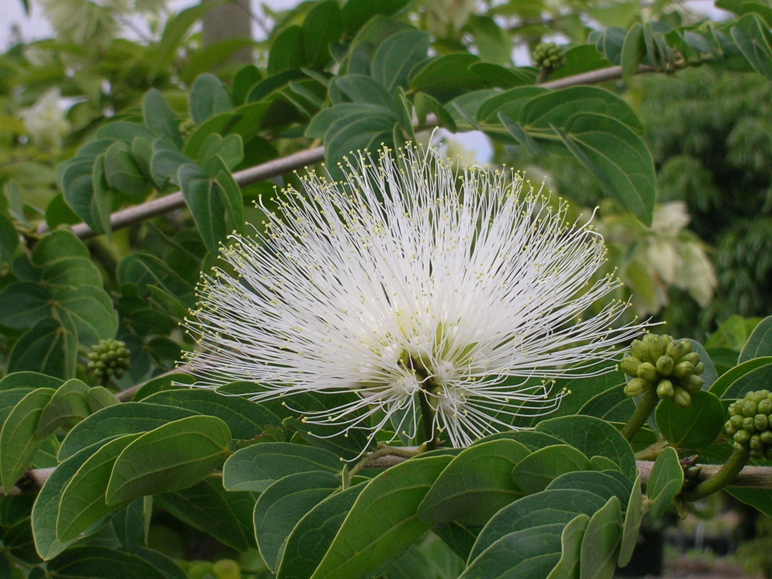 Calliandra-haematocephala-Alba-White-Powderpuff.jpg