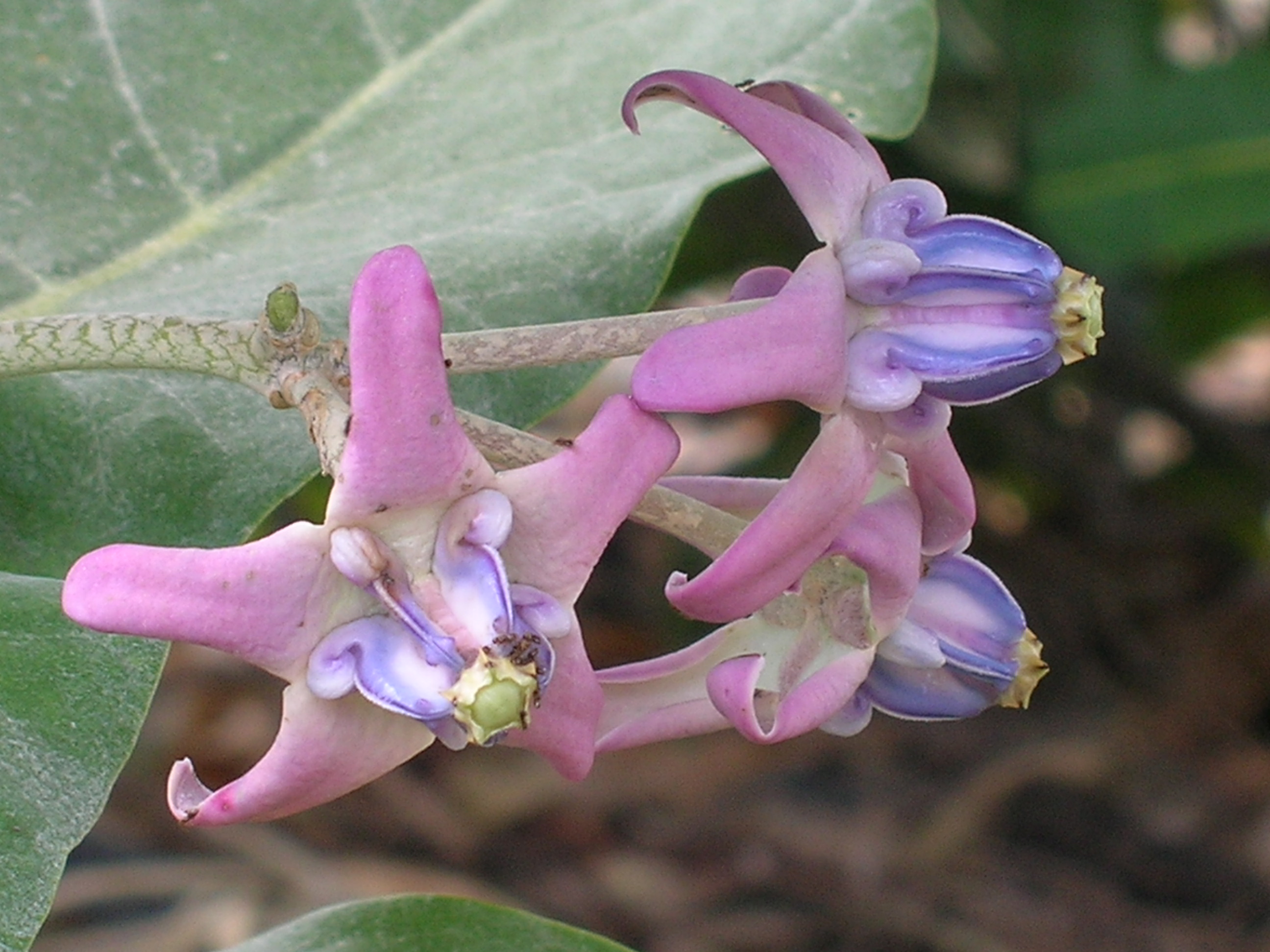 Calotropis-gigantea-Giant-Milkweed1.jpg