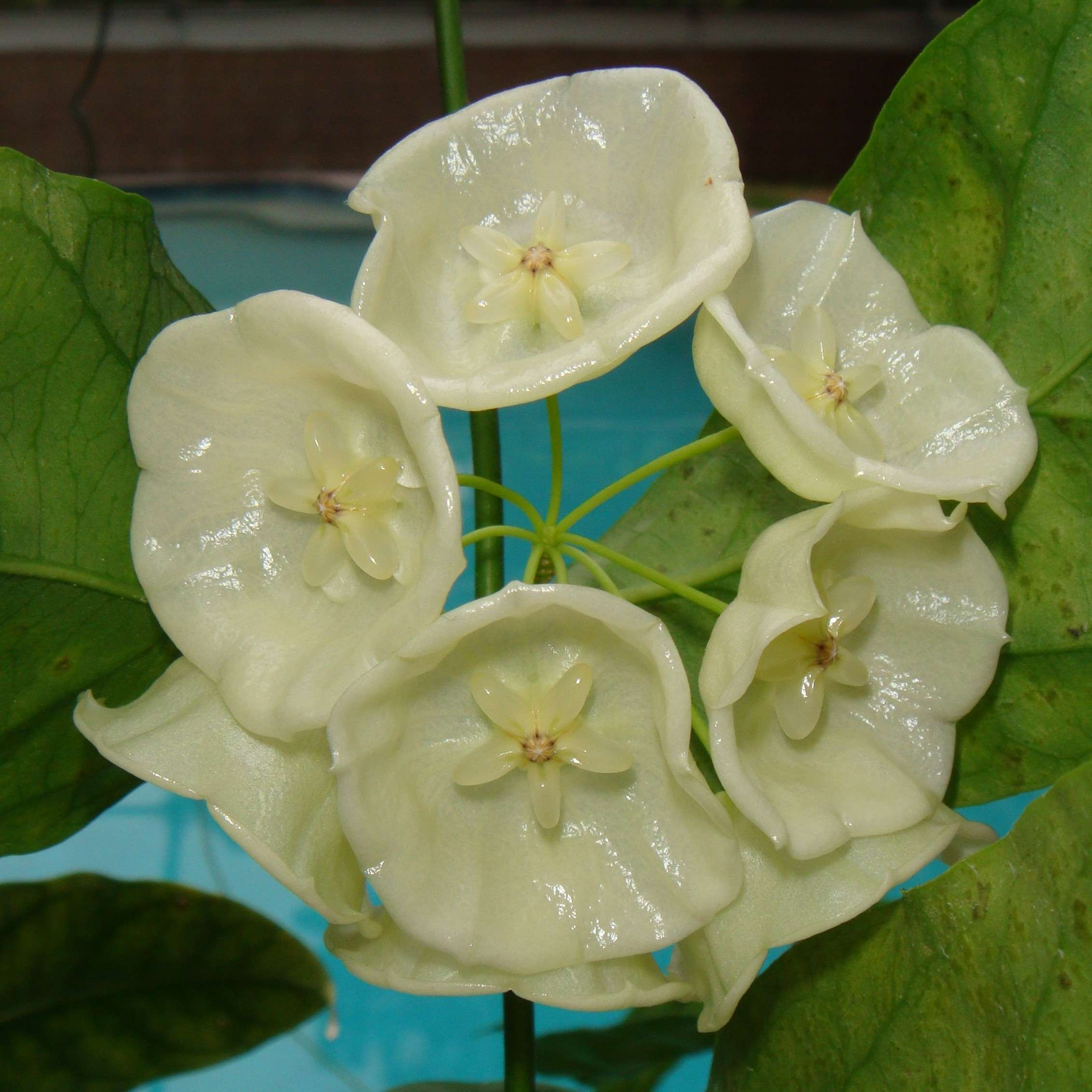 campanulata3014.jpg