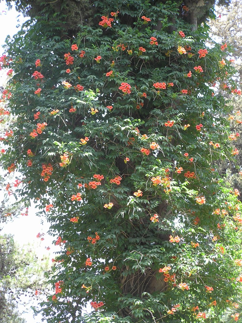 Campsis_radicans1.jpg