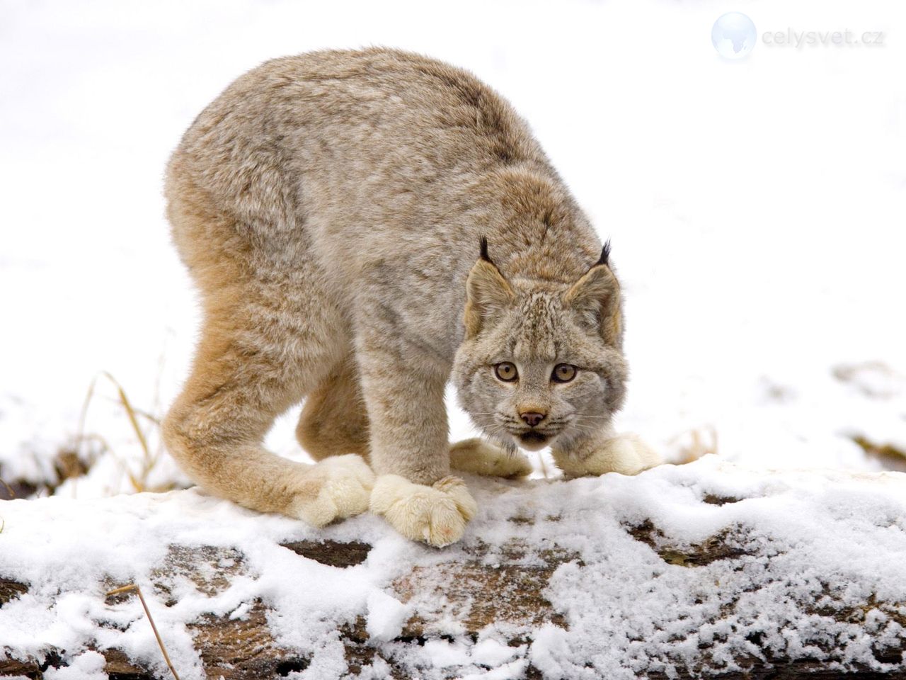 canadian-lynx--british-columbia--canada.jpg