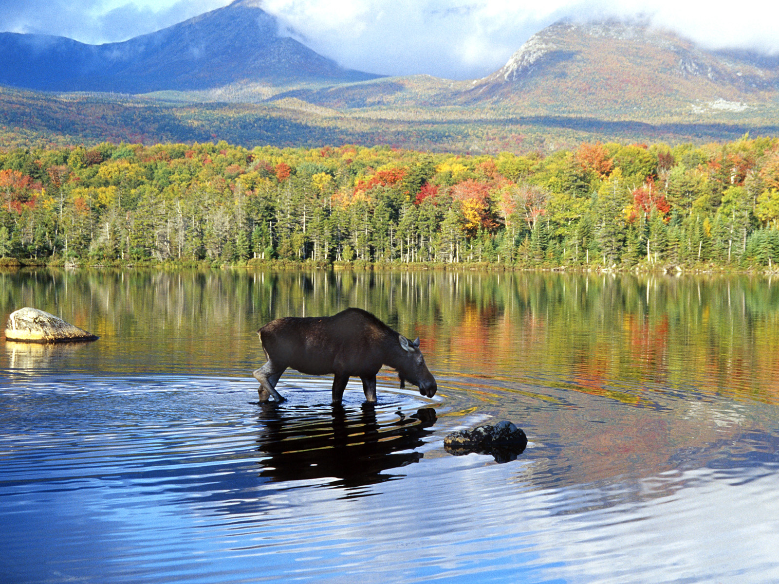 canadian_moose__denali_national_park__alaska.jpg