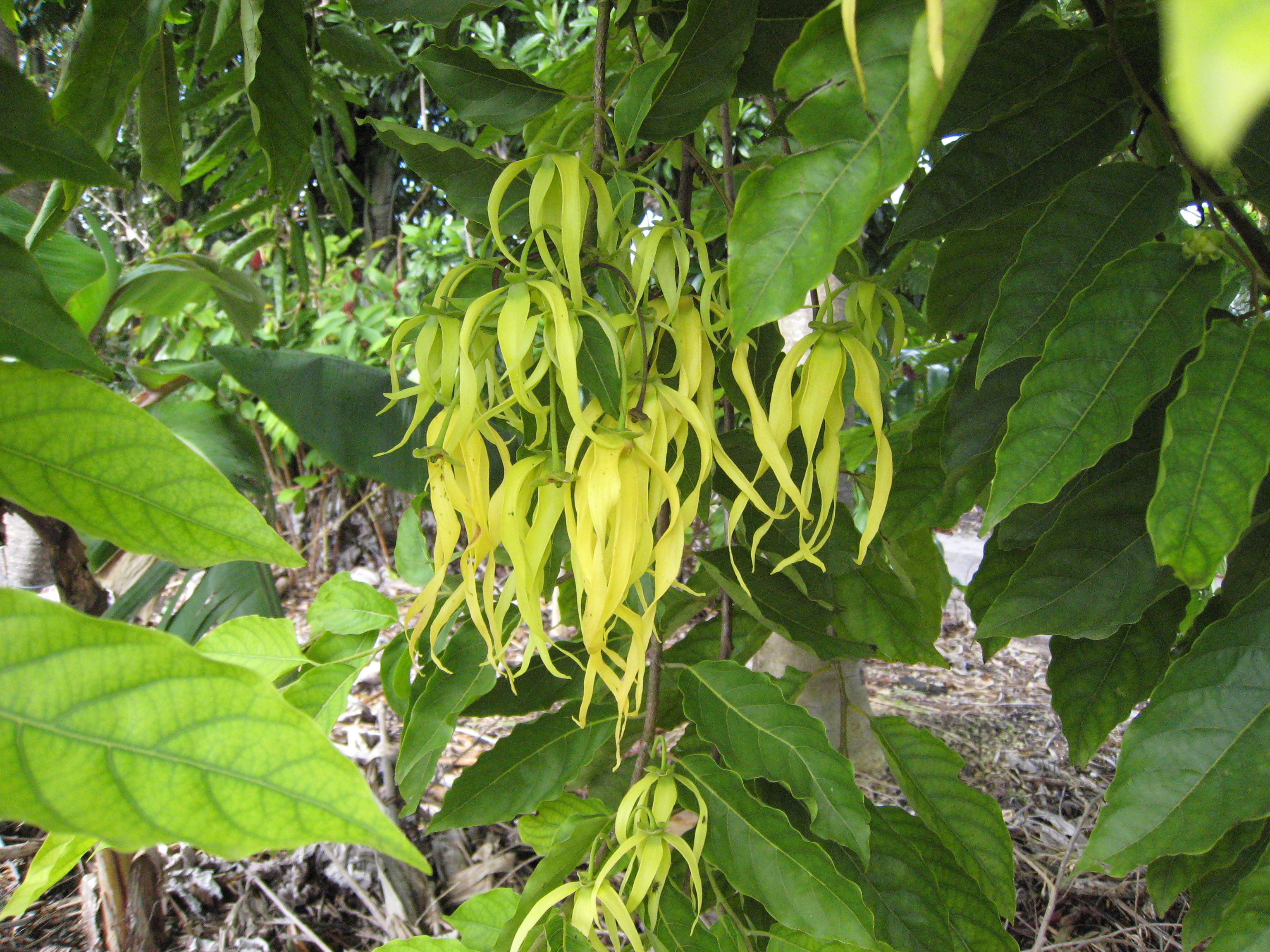 Cananga-odorataYlangYlang.jpg