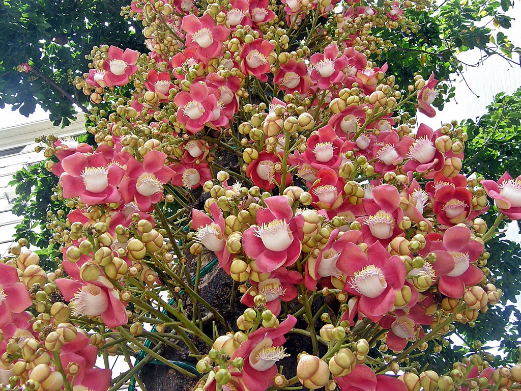 cannonball-tree.jpg