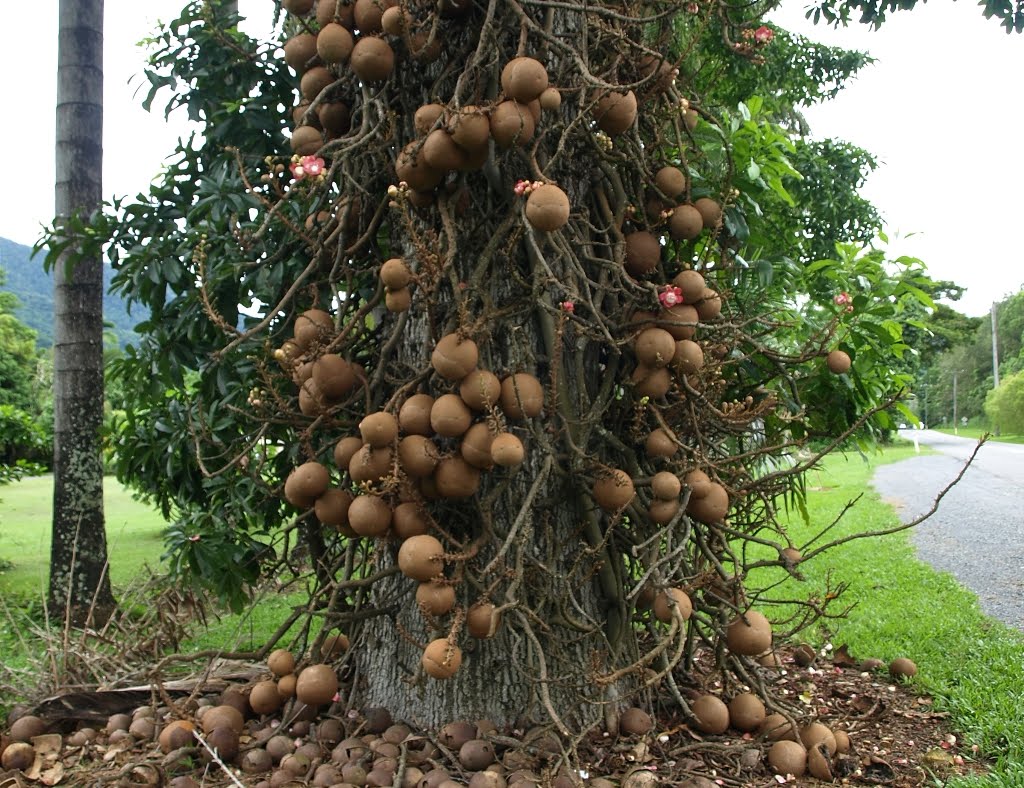 CannonBall_Tree_1.jpg