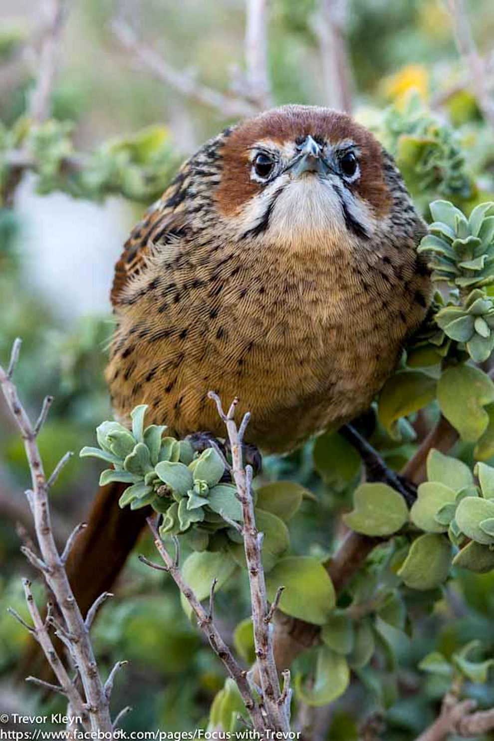 Cape-Grassbird-Western-Cape-South-Africa-Trevor-Kleyn.jpg