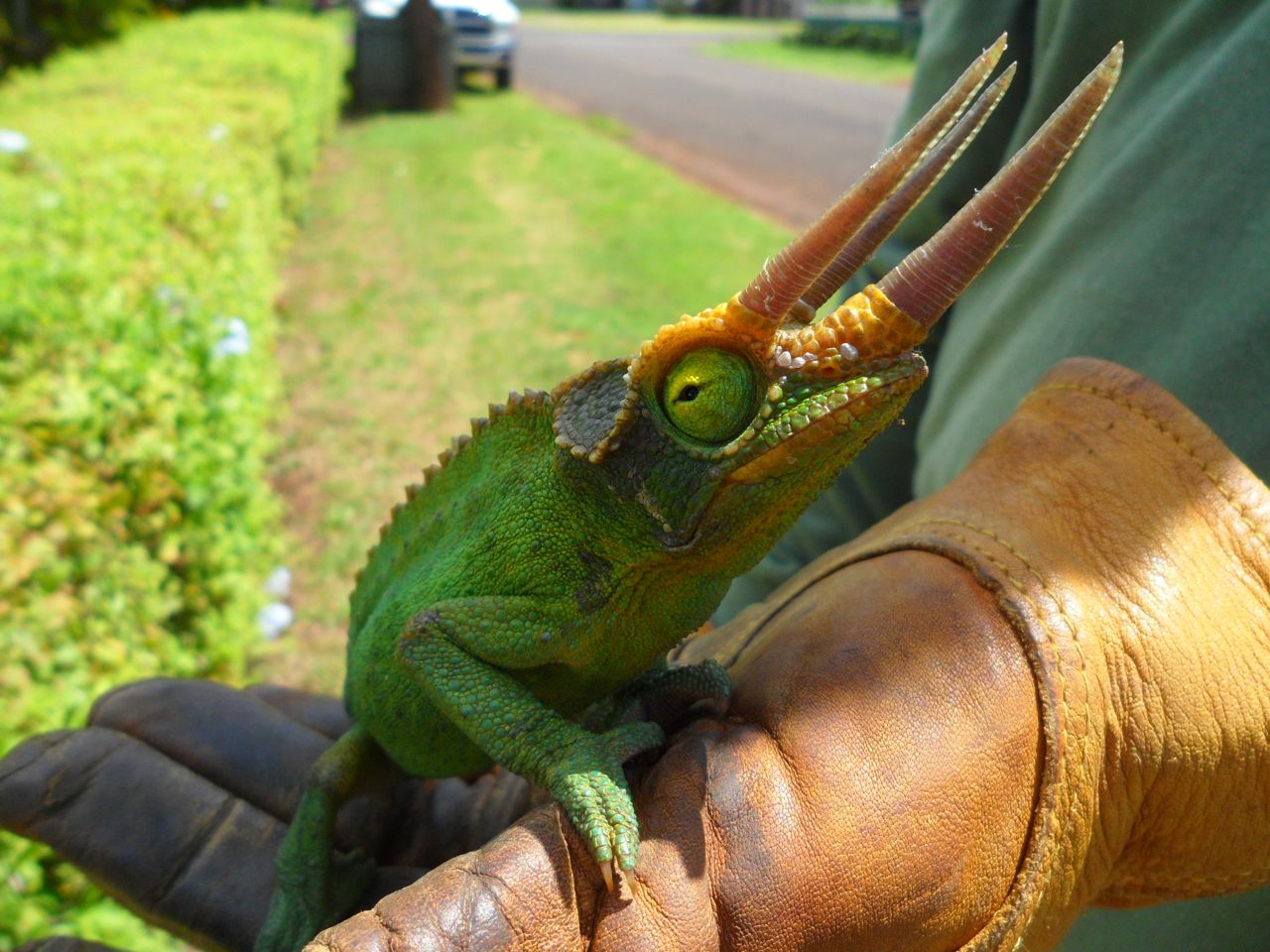 Captured-male-Jacksons-Chameleon-resized.jpg