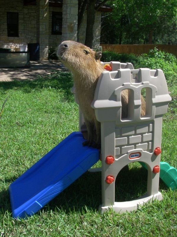 capybara_30.jpg