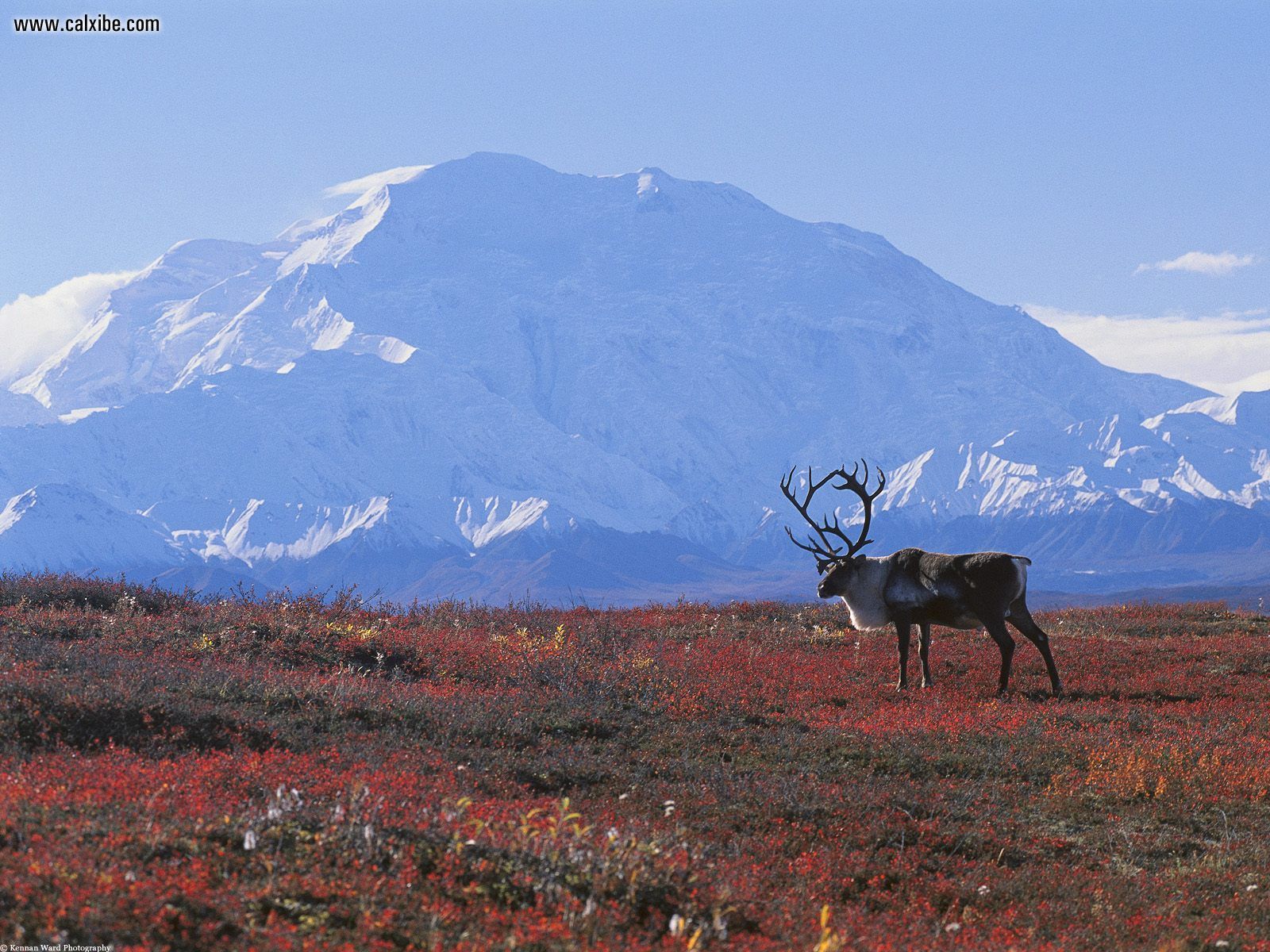 Caribou_Autumn_Tundra_Denali_National_Park_Alaska.jpg