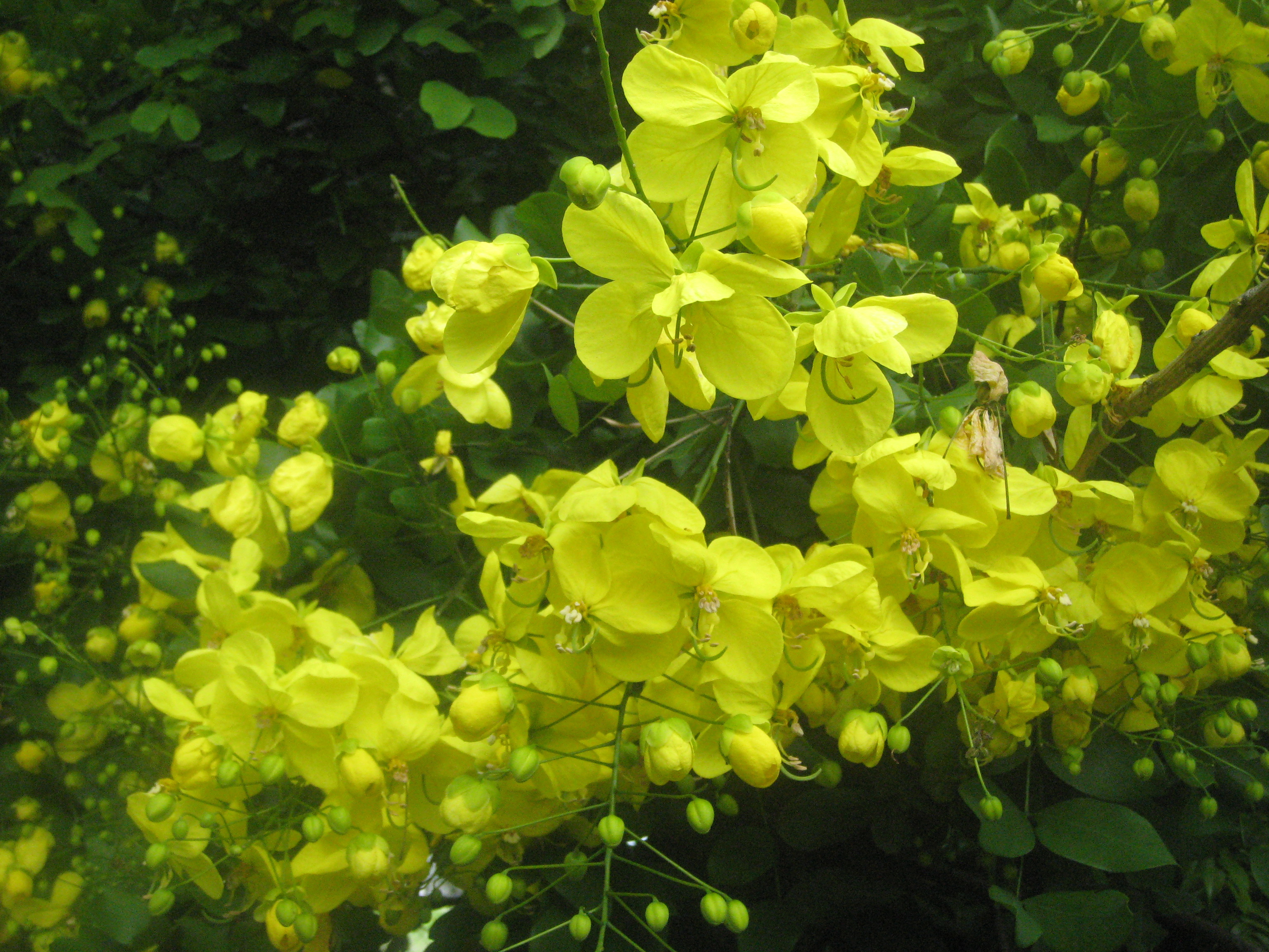 Cassia-afrofistulaKenyan-Shower-Tree2.jpg