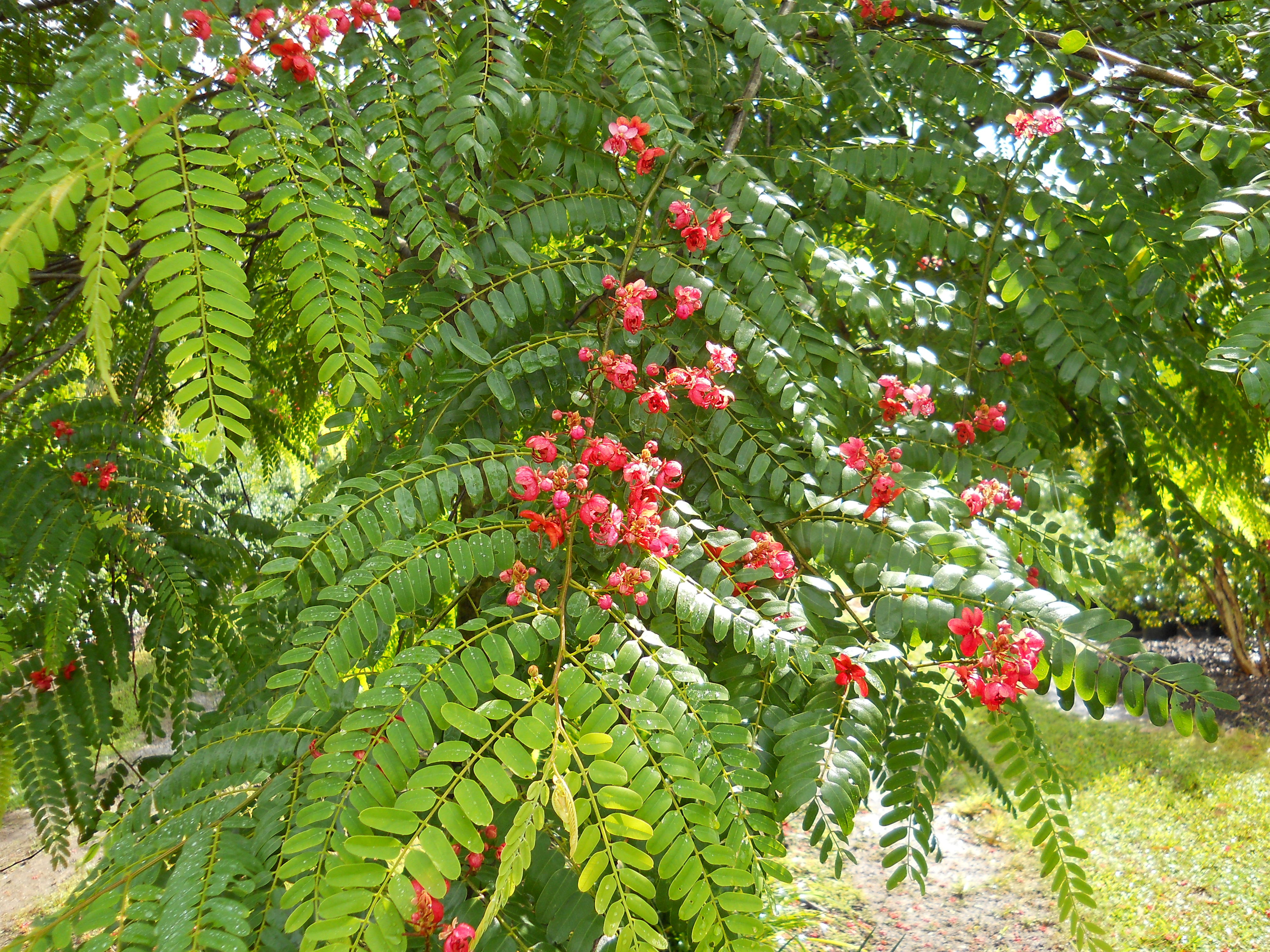 Cassia-marginataRed-Shower-Tree.jpg