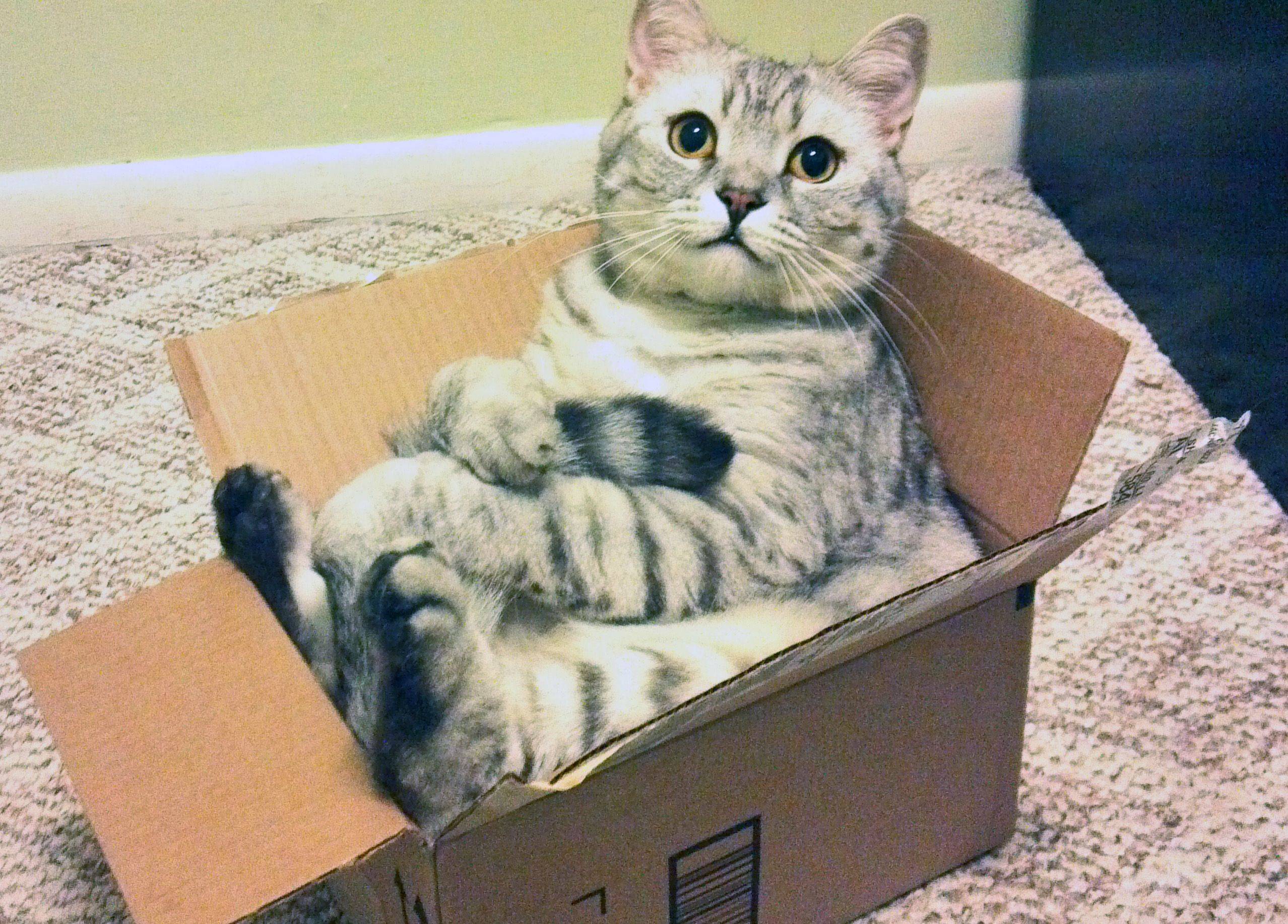 cat-in-box.jpg