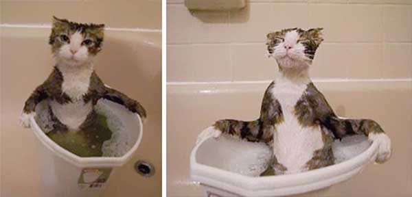 cat-loves-water-bath-2.jpg
