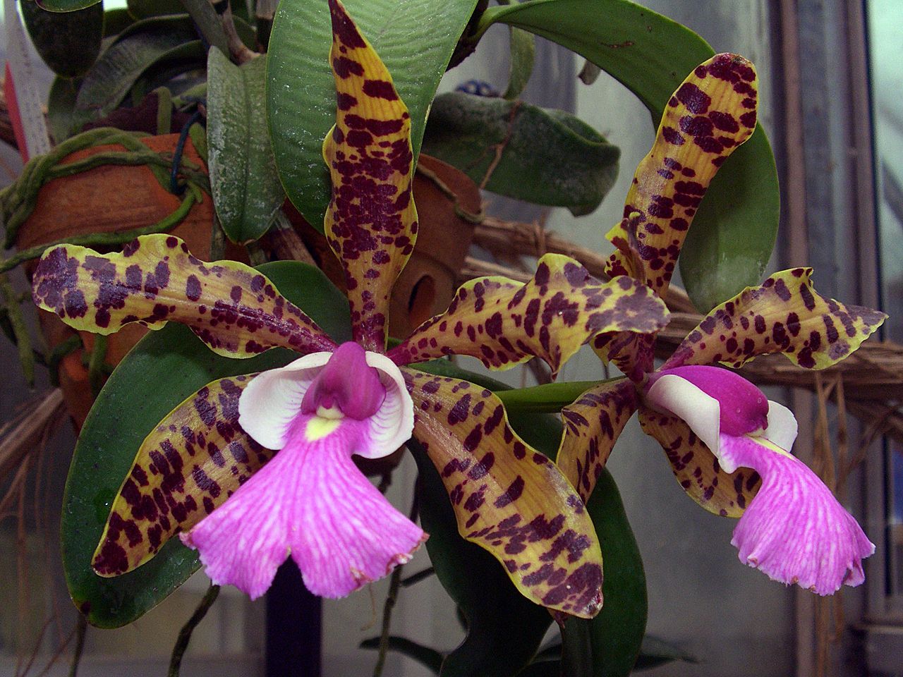 Cattleya_aclandiae_Orchi_01.jpg