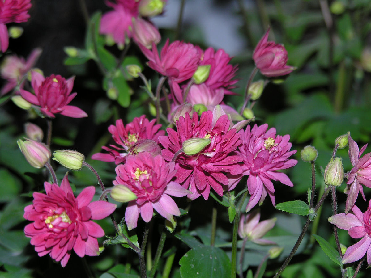 CBlooms06AquilegiaClementineRed.jpg