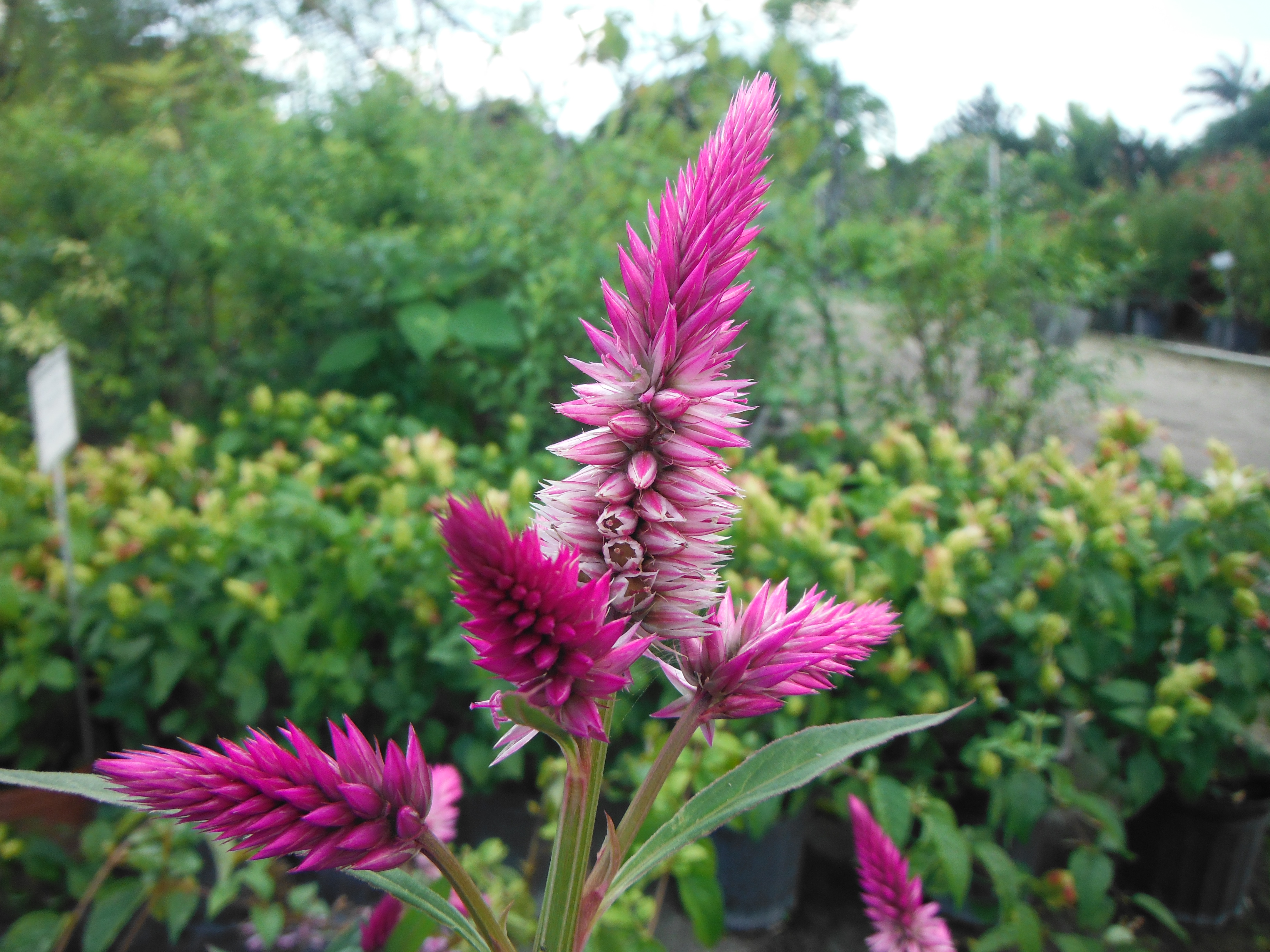 Celosia-argentea-var.-spicataFlamingo-Feathers.jpg