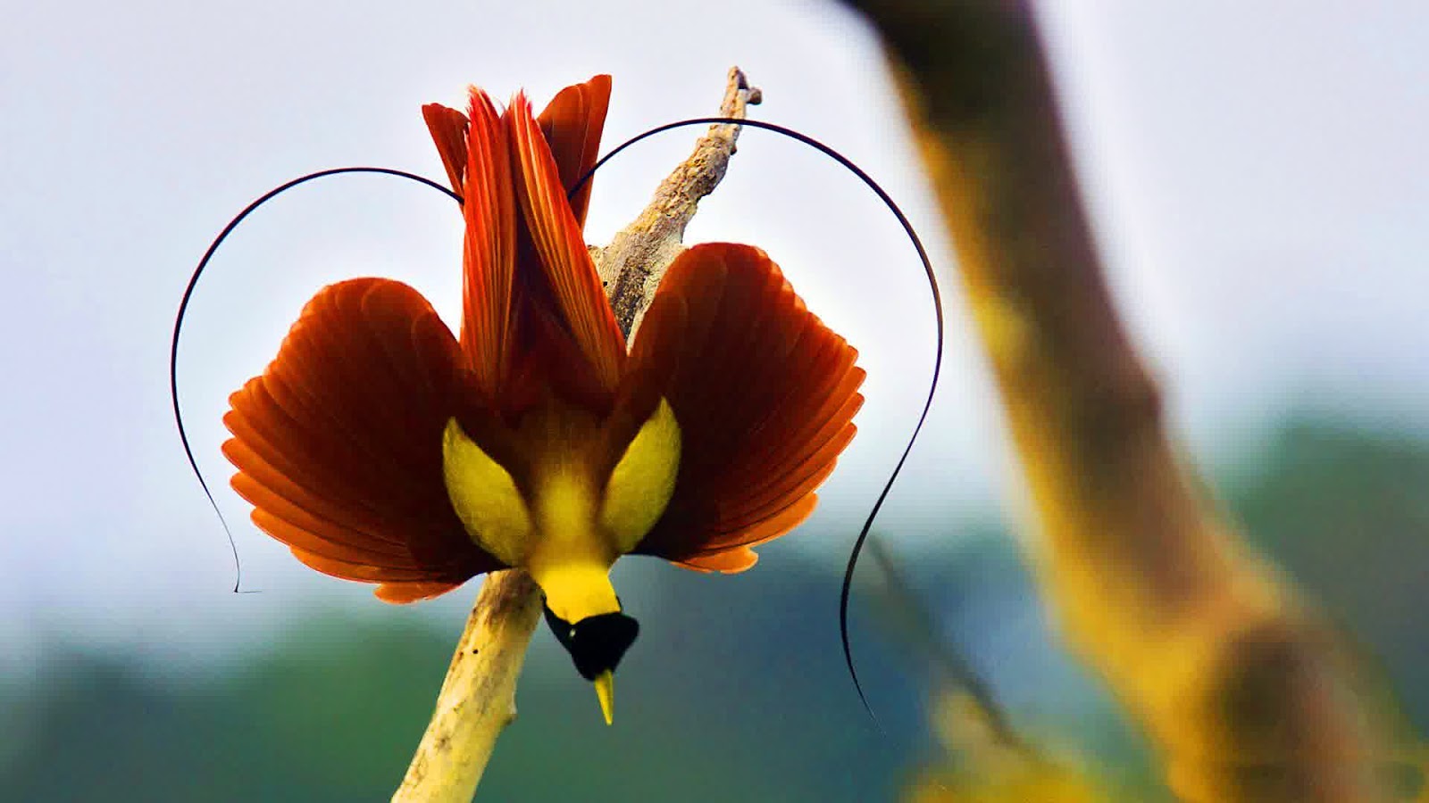 Cendrawasih Red bird of paradise.jpg