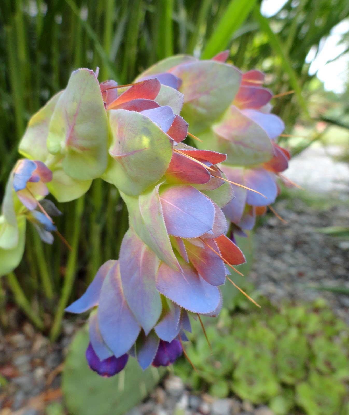 Cerinthe major 'Purpurascens'.JPG