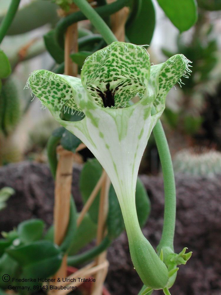 Ceropegia sandersonii nah2.jpg