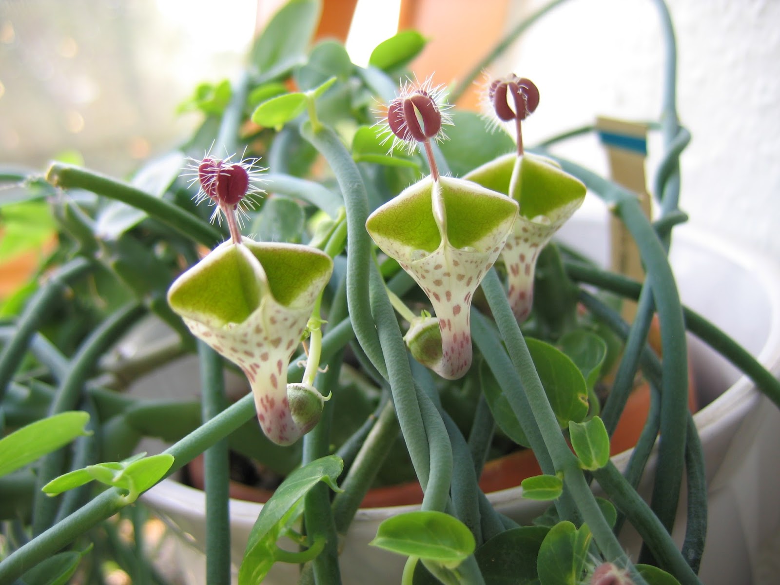 Ceropegia_haygarthii-three-flowers.jpg