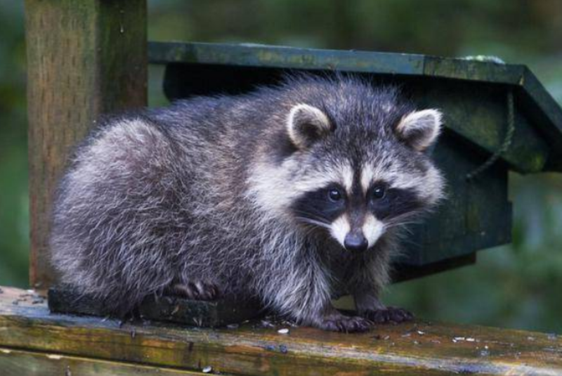 CH-Racoon_distemper-june1-ifairclough_large.png