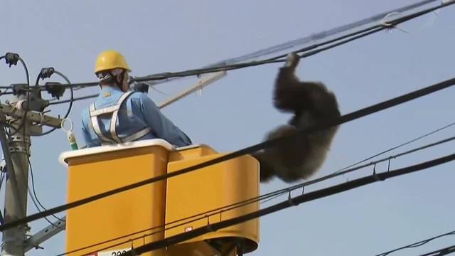 Chimpanzee_escapes_from_zoo_in_Japan_0_1184061_ver1.0_640_360.jpg