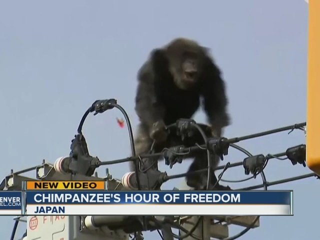 Chimpanzee_escapes_from_zoo_in_Japan__ca_1_36212814_ver1.0_640_480.jpg