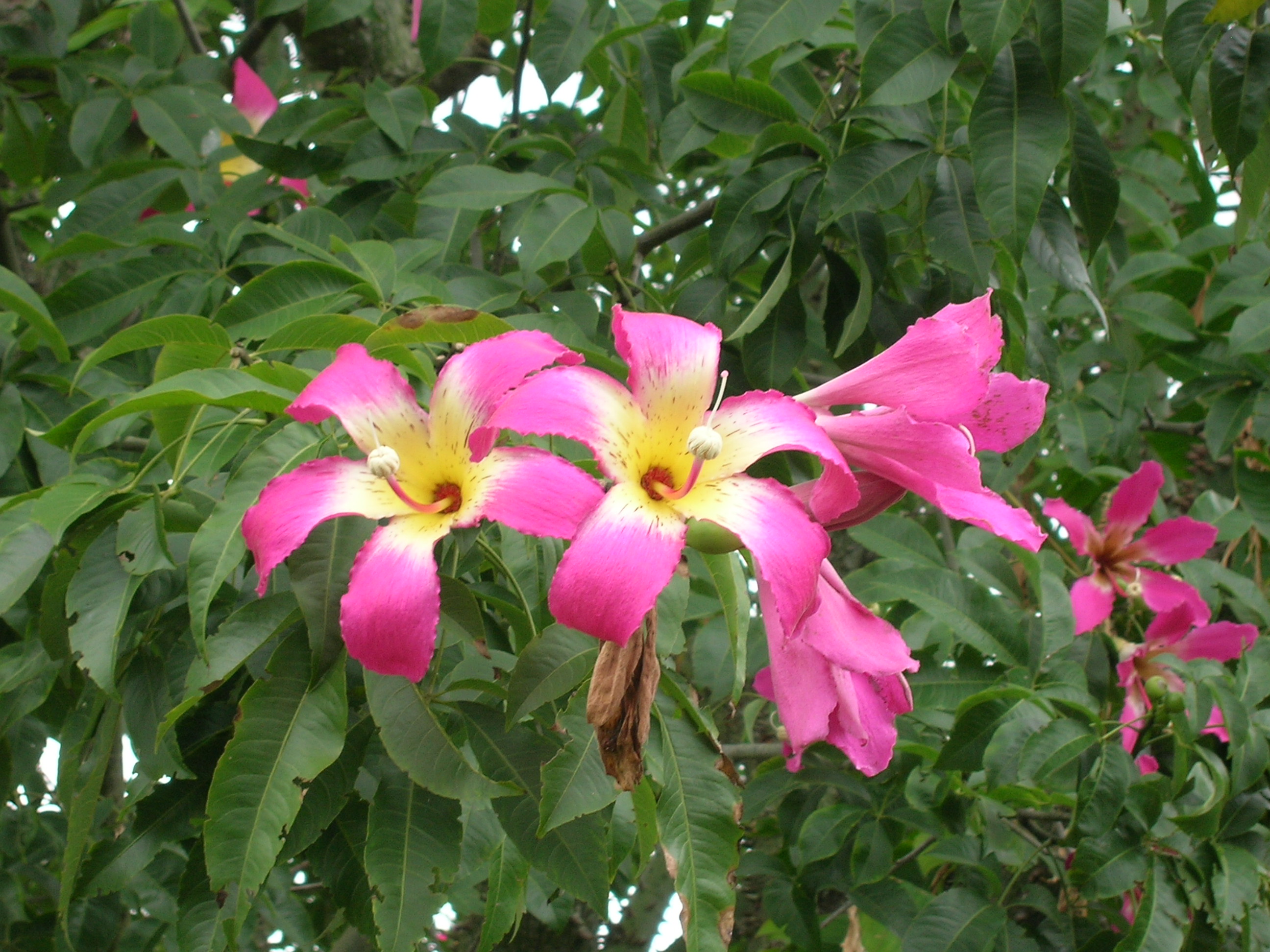 Chorisia-speciosa-cv.-Tem-Silk-Cotton-Tree.jpg