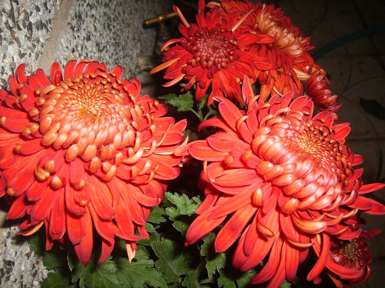 chrysanthemum_29.jpg