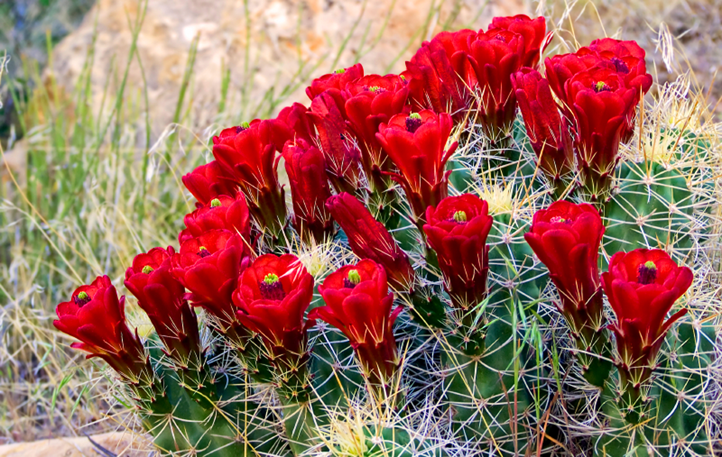 Claret-cup-cactus-flowers-Capital-Reef-iStock-WP.jpg