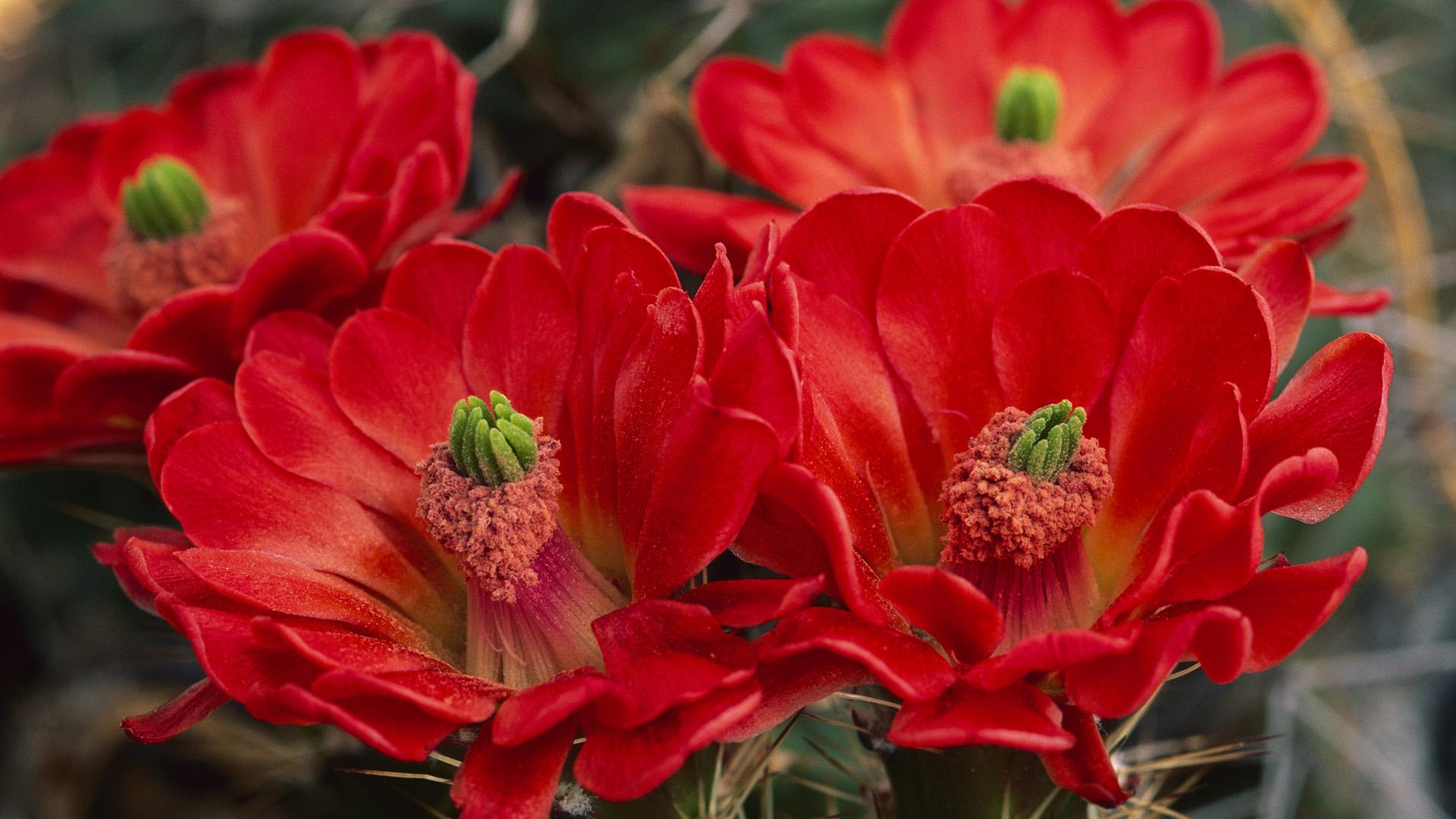 claret_cup_cactus_flowers.jpg