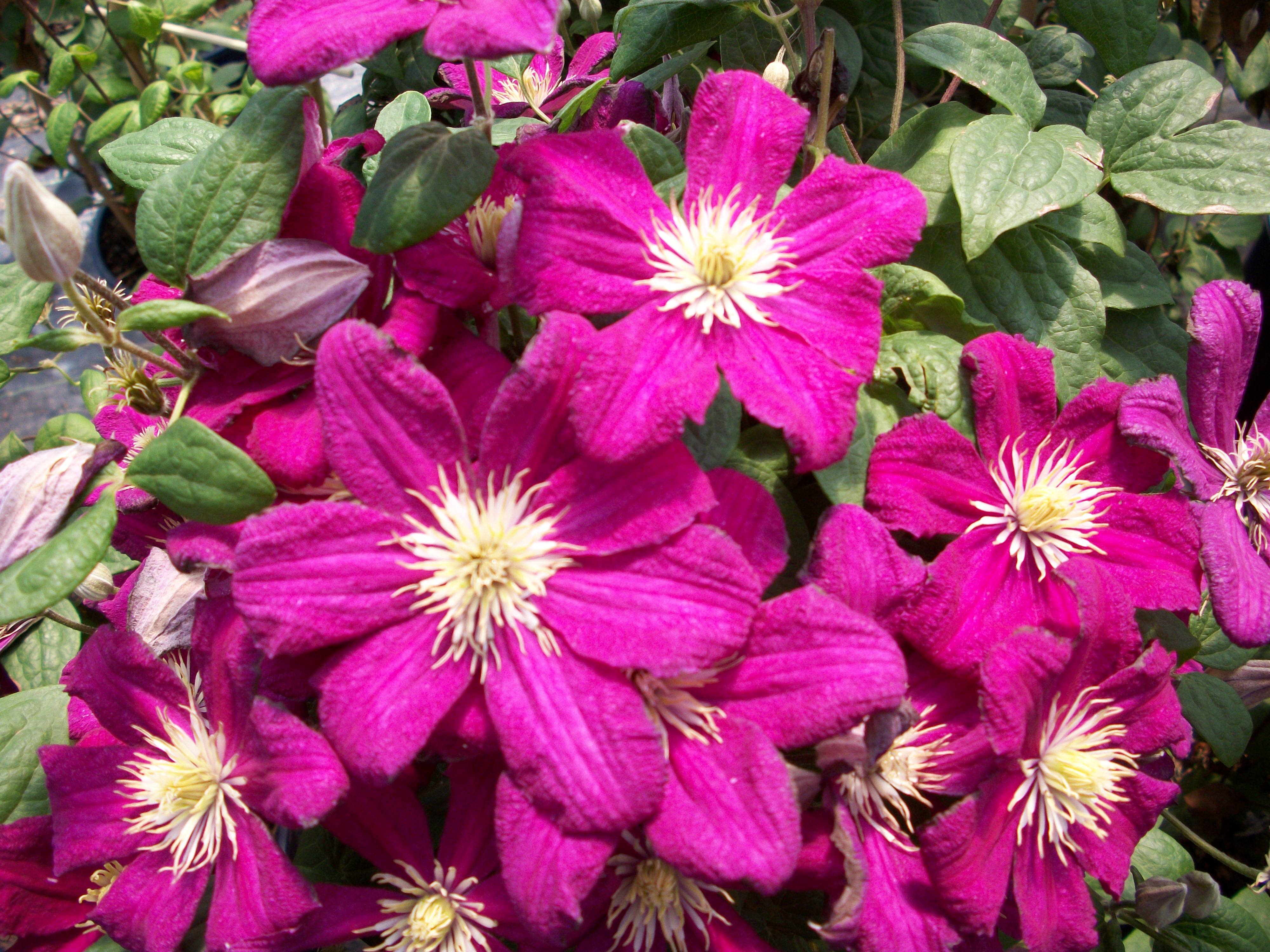 clematis barb harington.jpg