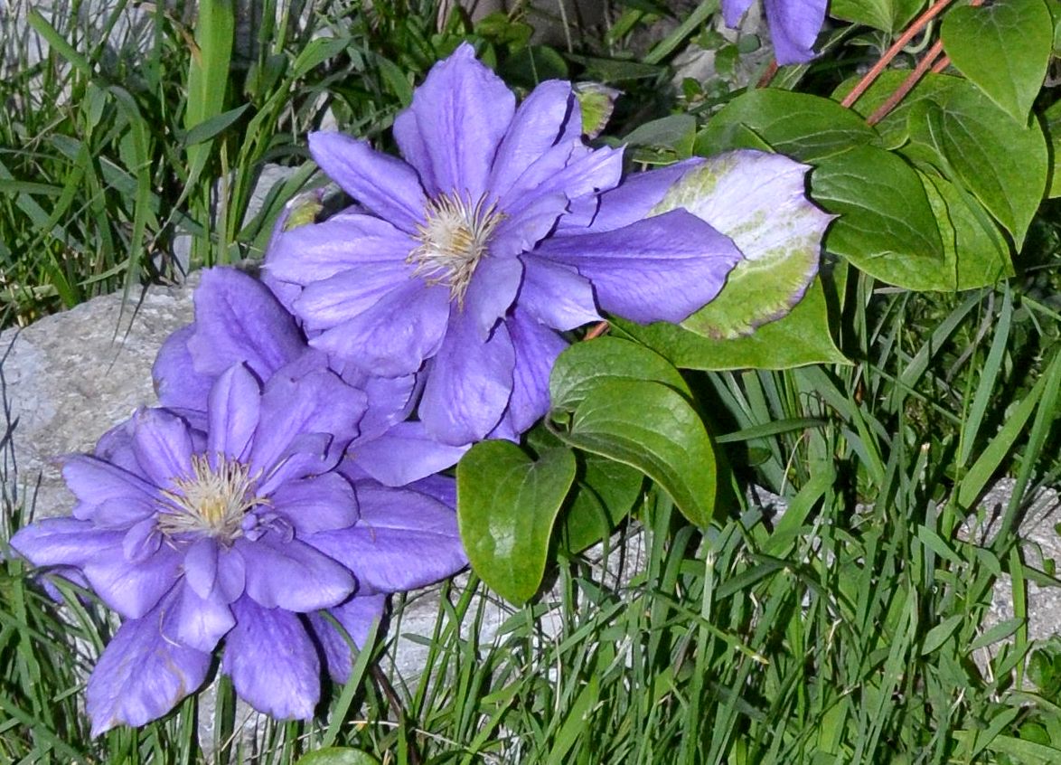 Clematis.JPG