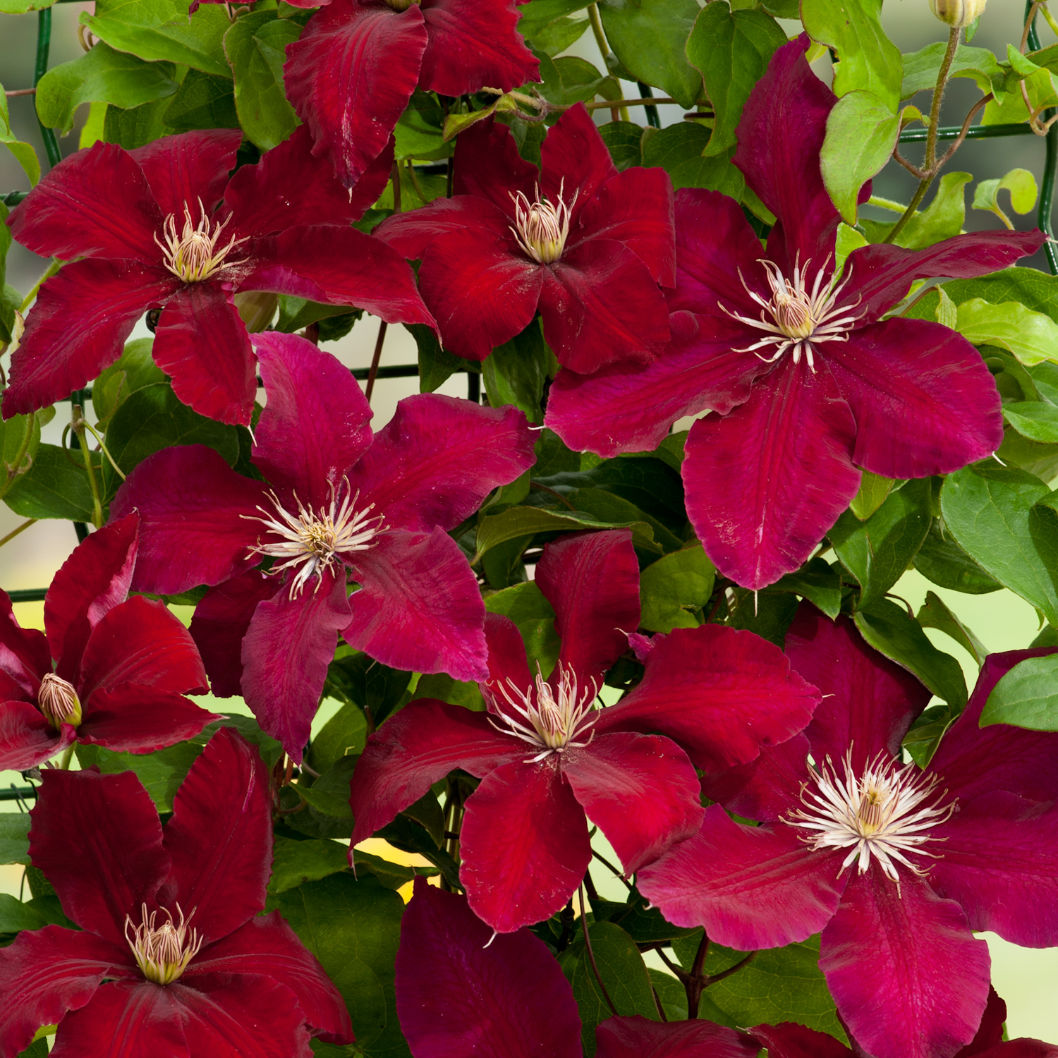 Clematis-Rebecca.jpg