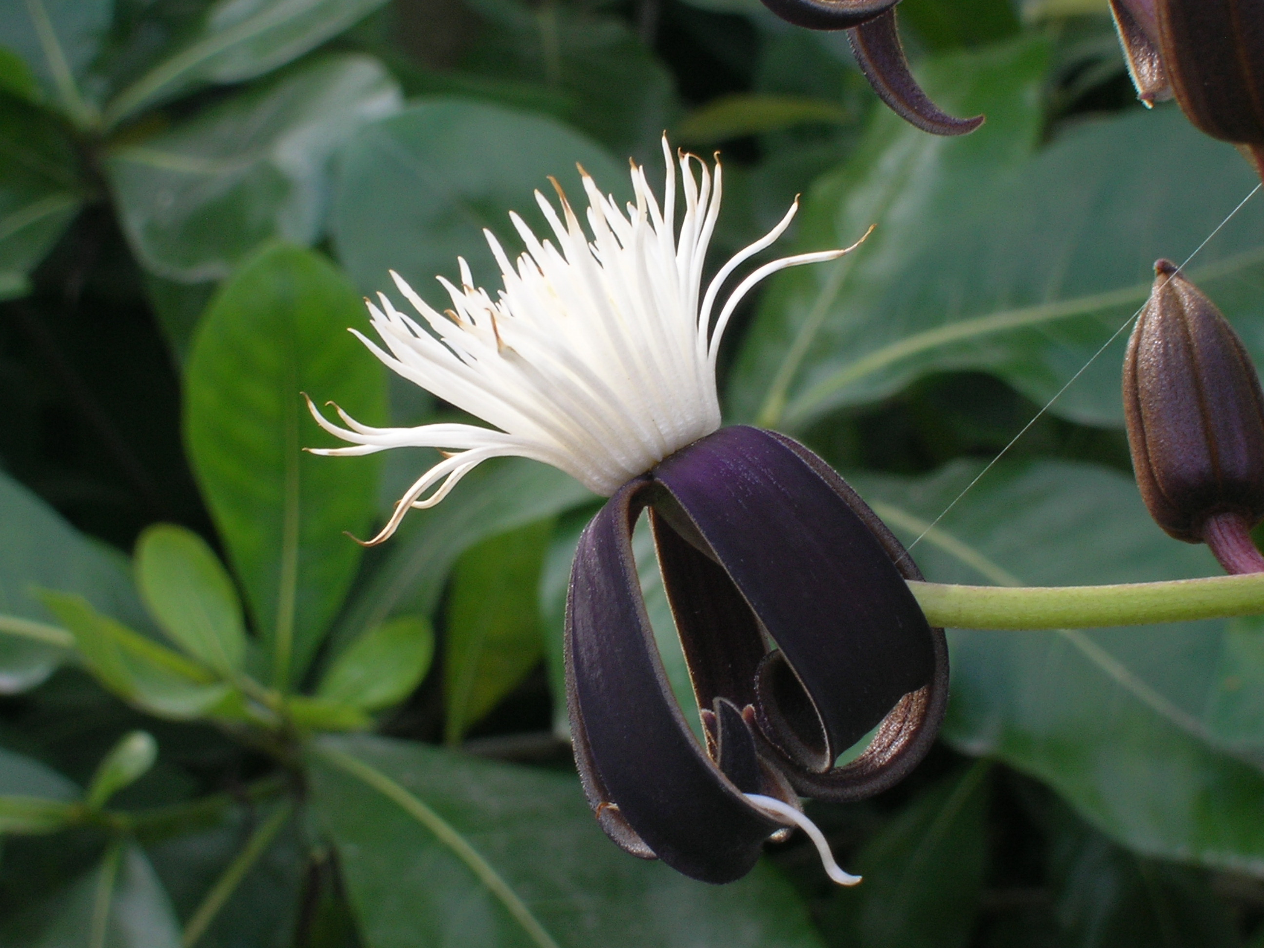 Clematis-smilacifolia-Tropical-Clematis1.jpg