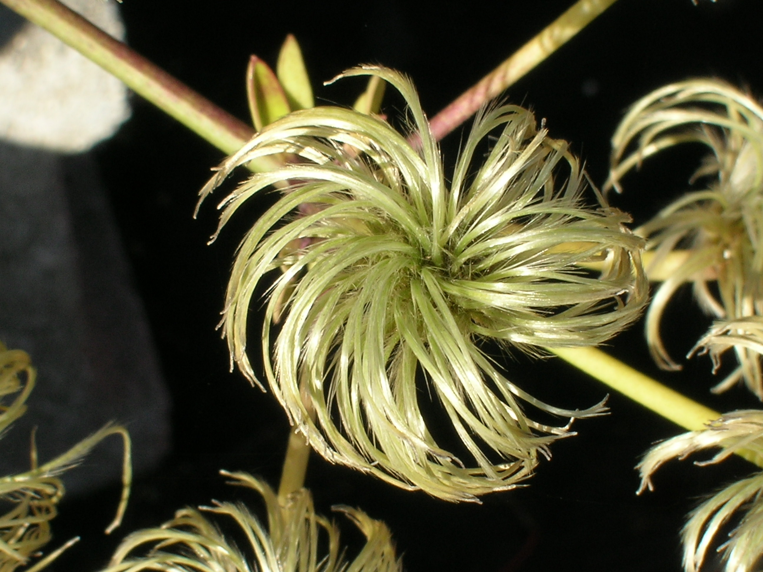 Clematis-smilacifolia-Tropical-Clematis11.jpg