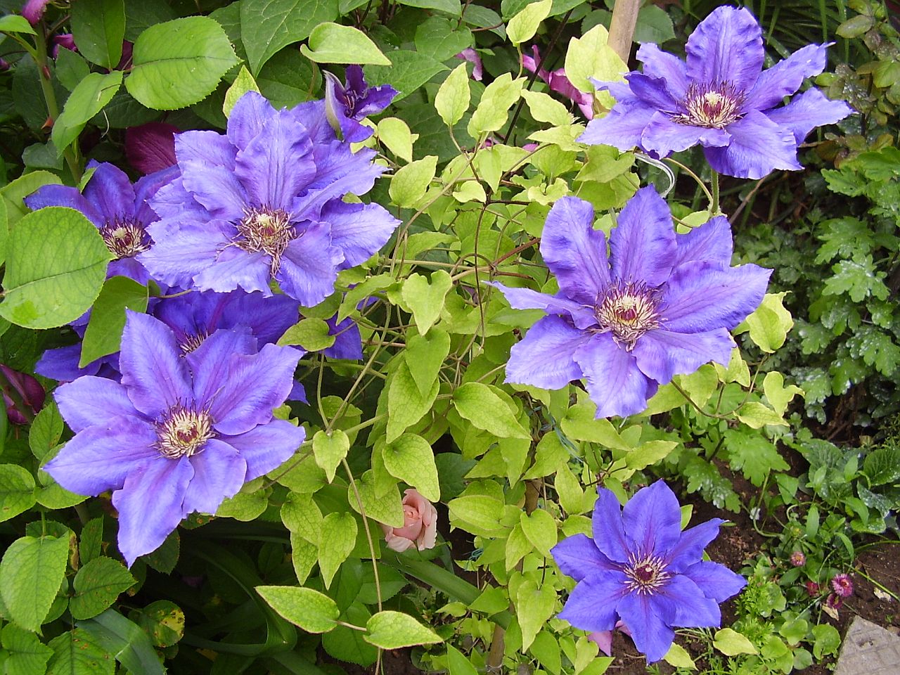 clematis-snimka-2_0.jpg