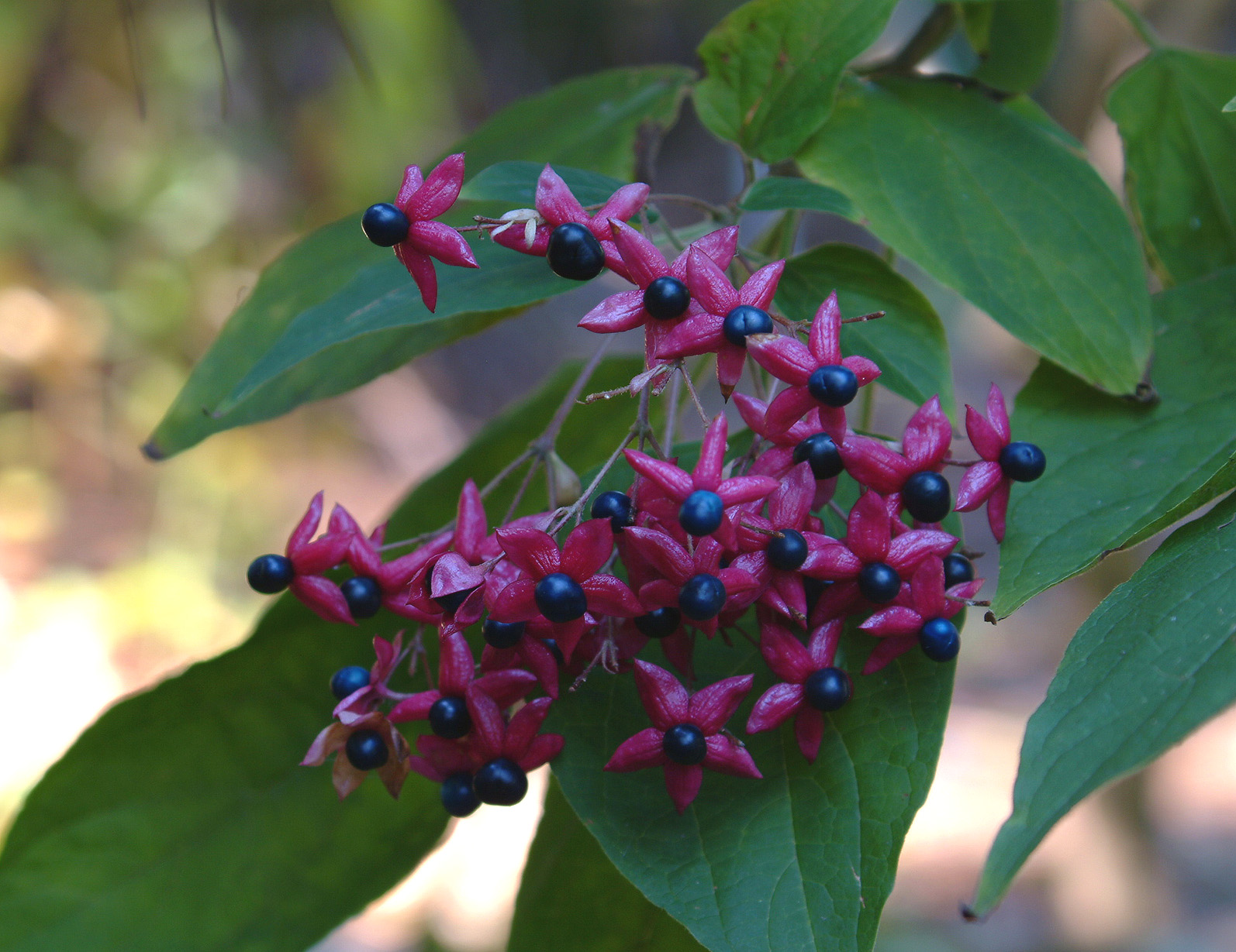 clerodendron.jpg