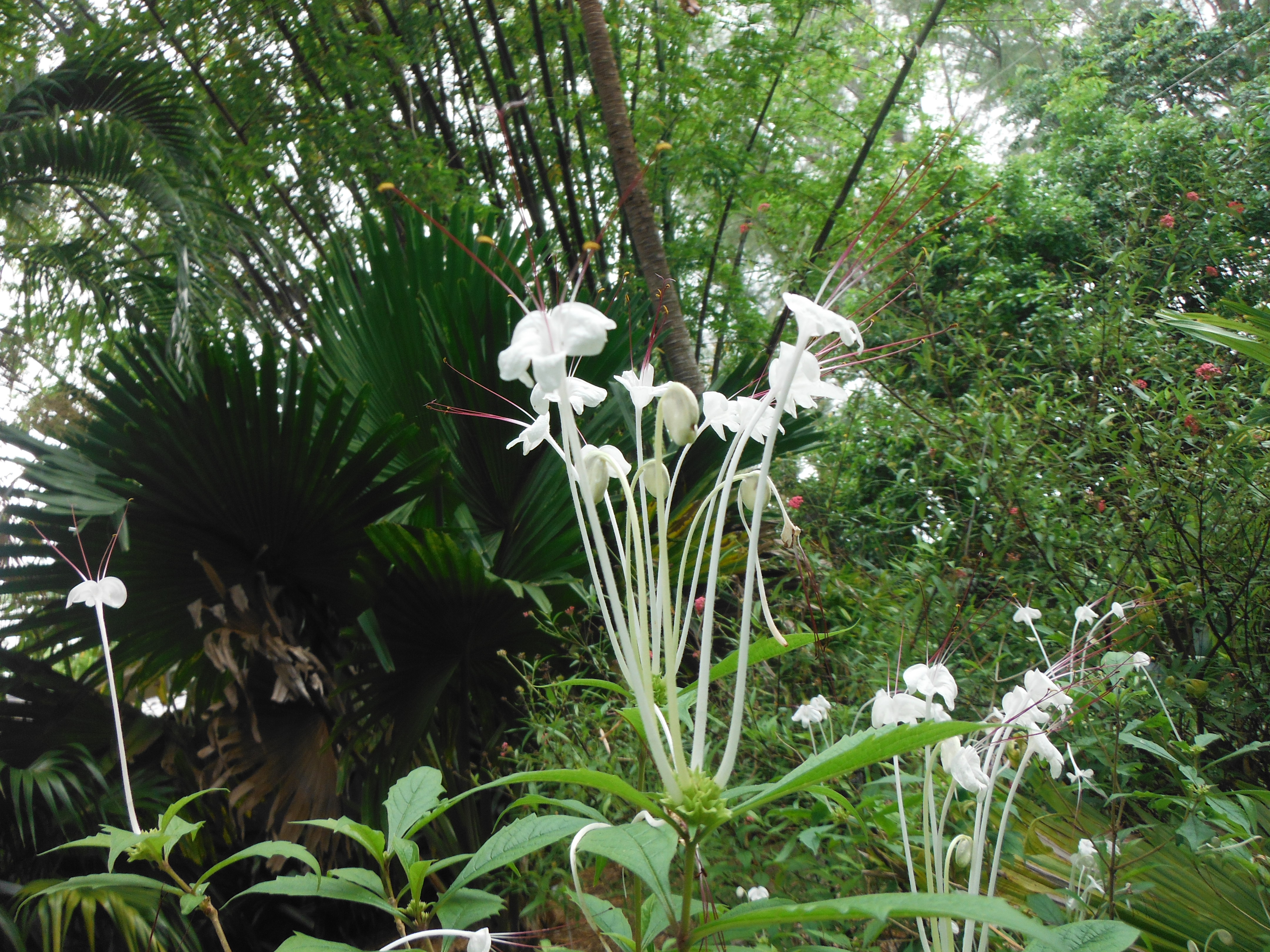 Clerodendrum-incisumMusical-Notes.jpg