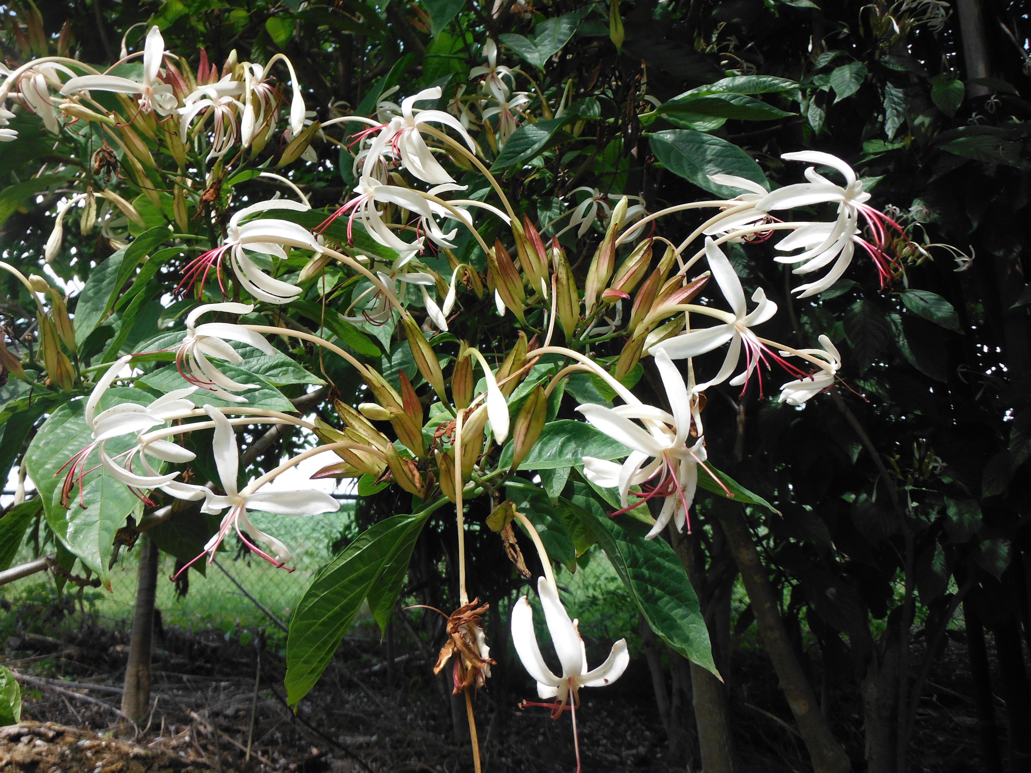 Clerodendrum-minahassaeTube-Flower1.jpg