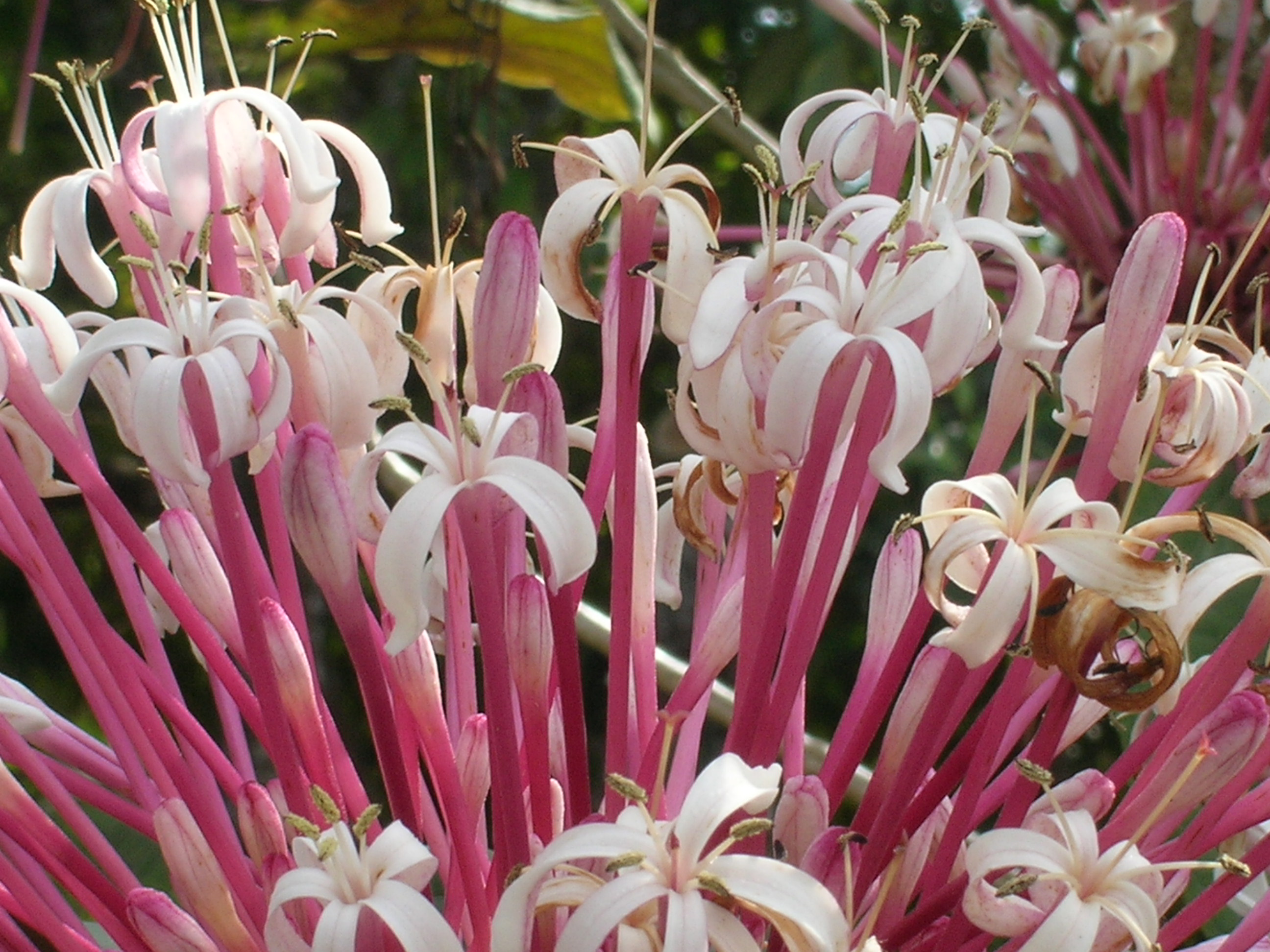 Clerodendrum-quadriloculare-Starburst-Clerodendrum3.jpg