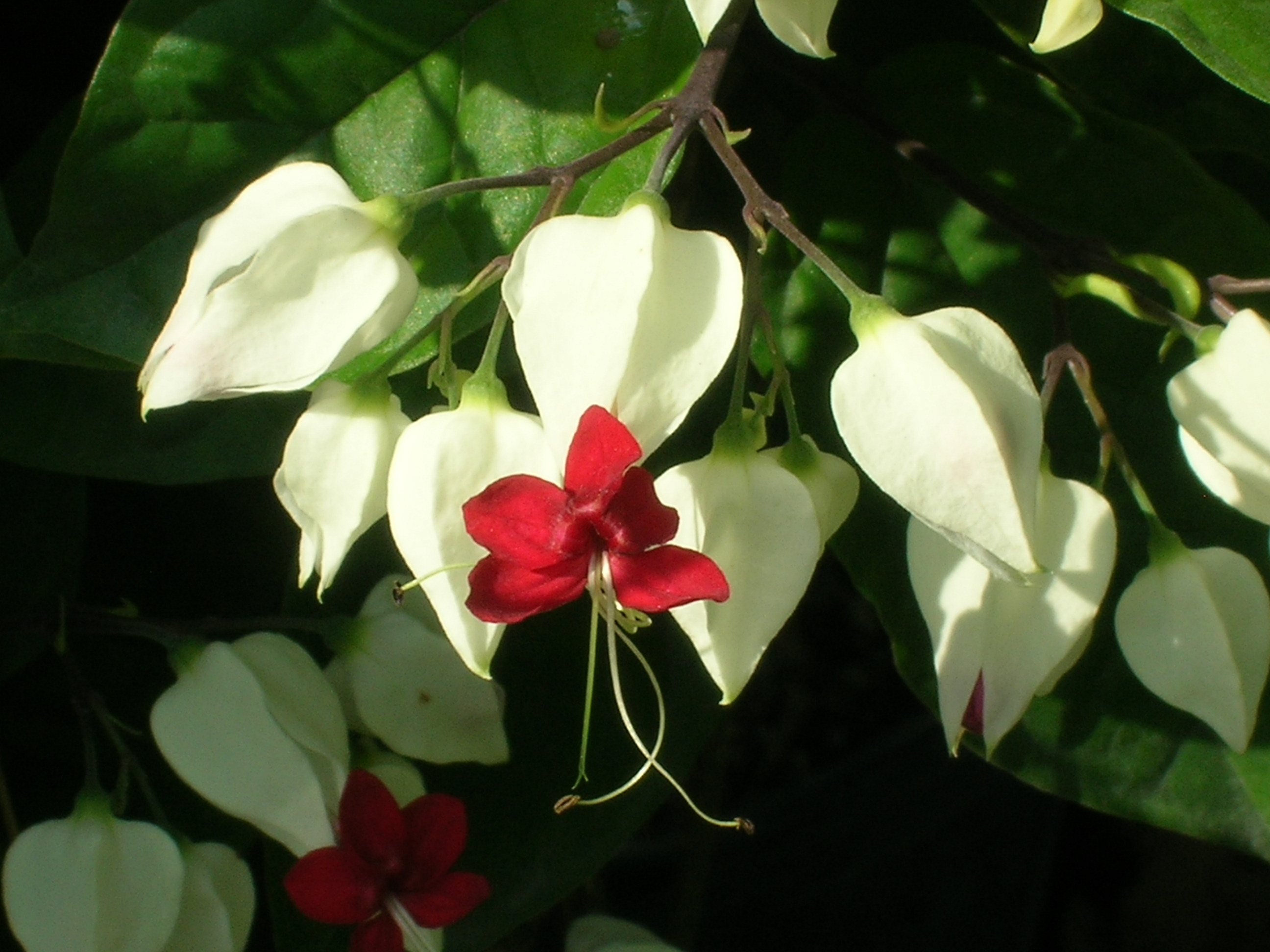 Clerodendrum-thomsoniae-Bleeding-Heart-Vine3.jpg