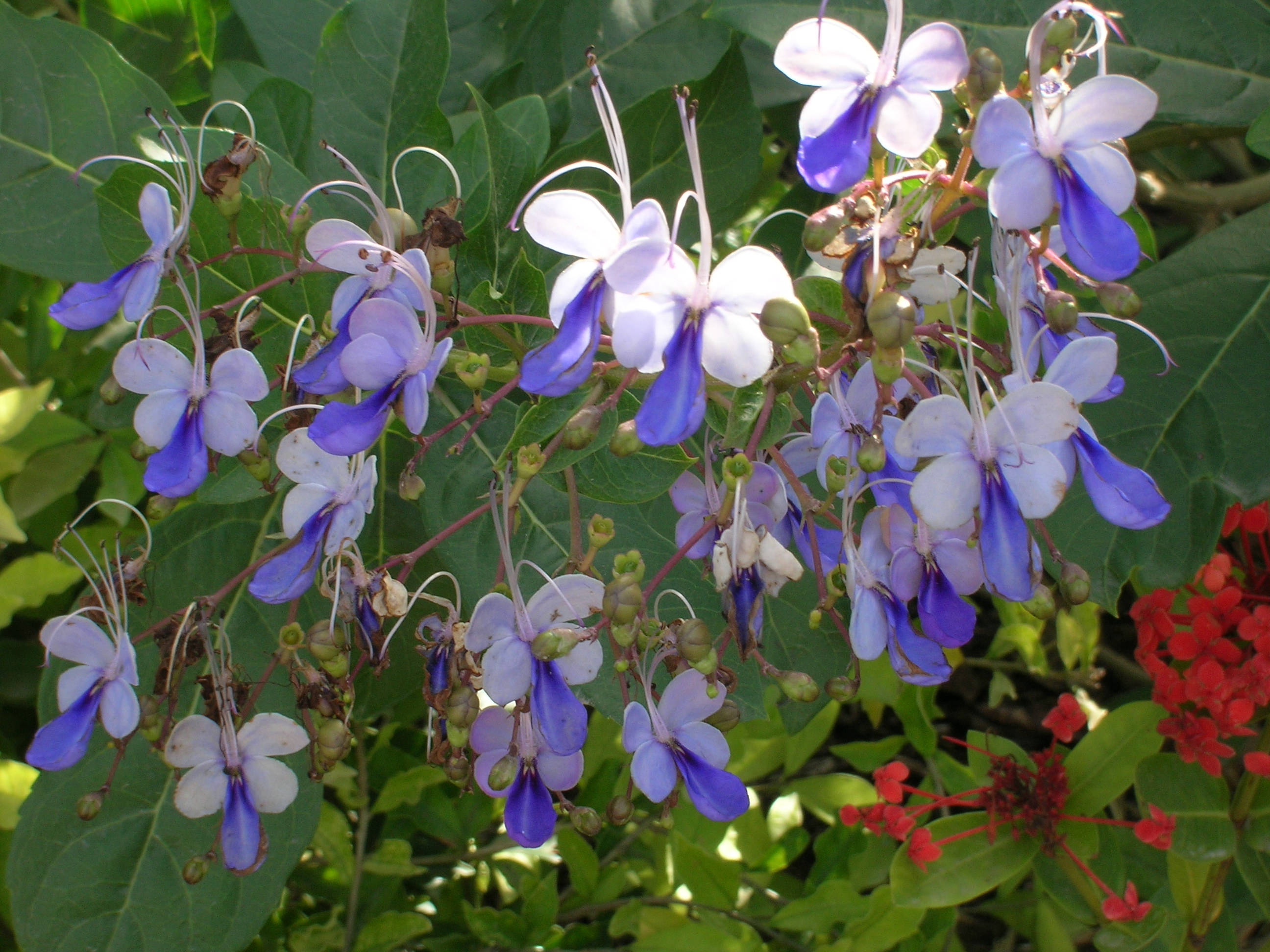 Clerodendrum-ugandense-Butterfly-Bush1.jpg