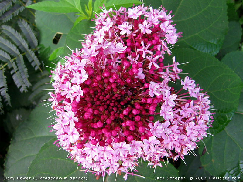 Clerodendrum_bungei800.jpg