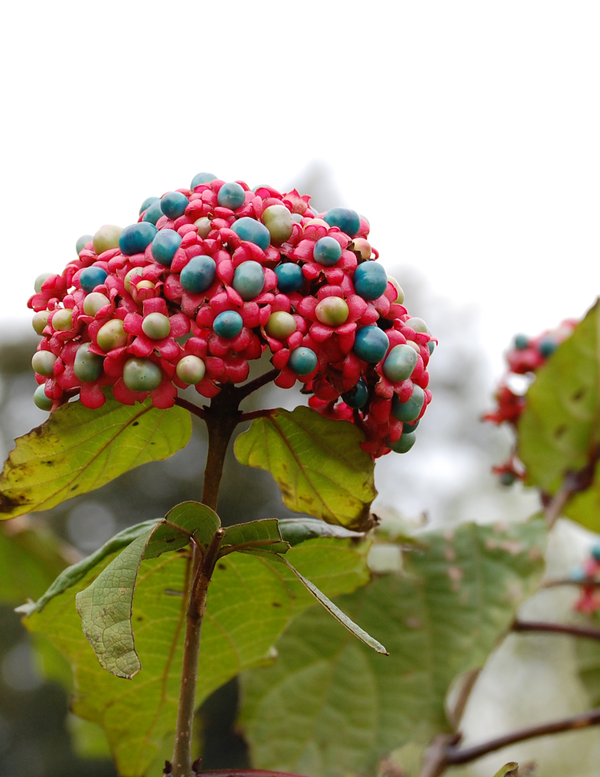 Clerodendrum_bungei_(fruits).JPG