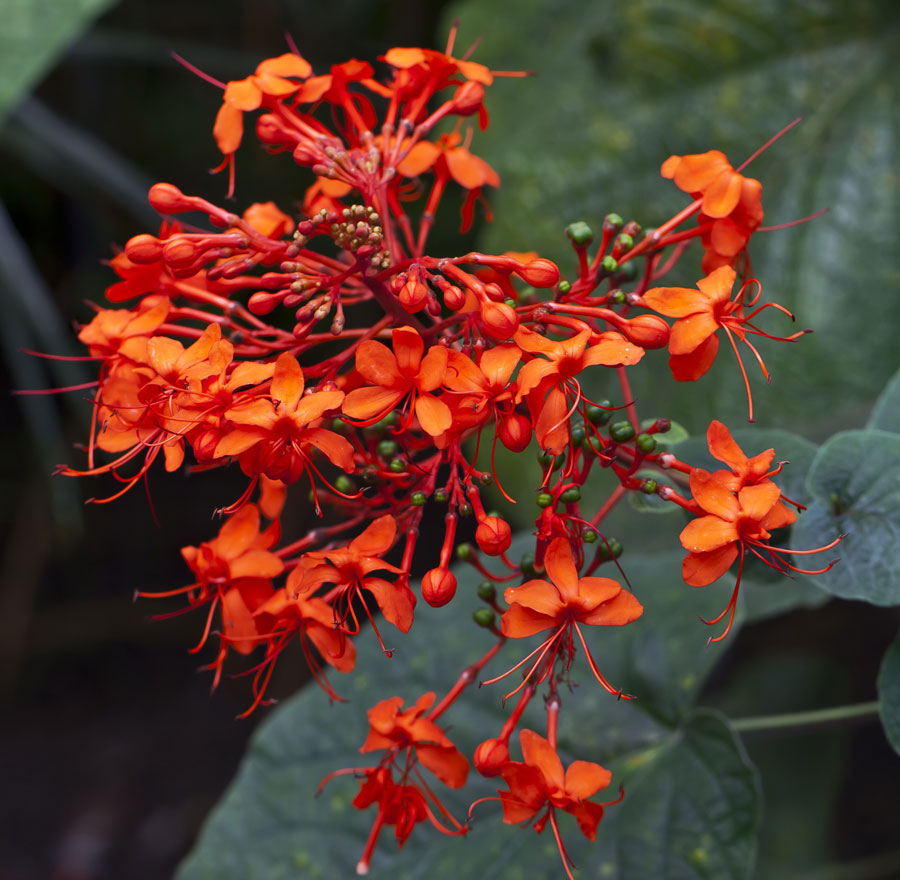 clerodendrum_speciosissimum_2.jpg