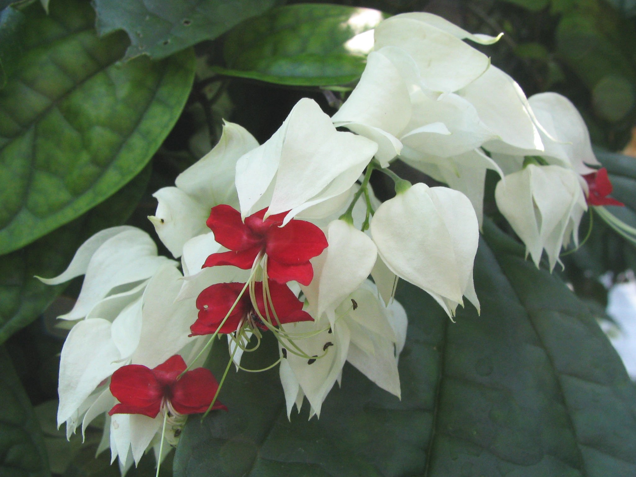 Clerodendrum_thomsoniae_-_bleeding-heart_vine_-_desc-flowers_-_from-DC1.jpg