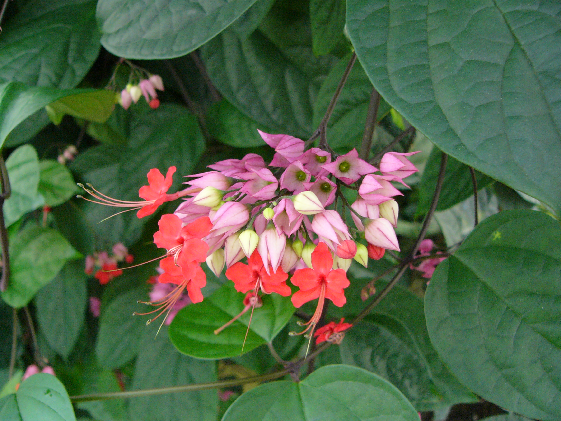 Clerodendrum_thomsoniae_3.jpg